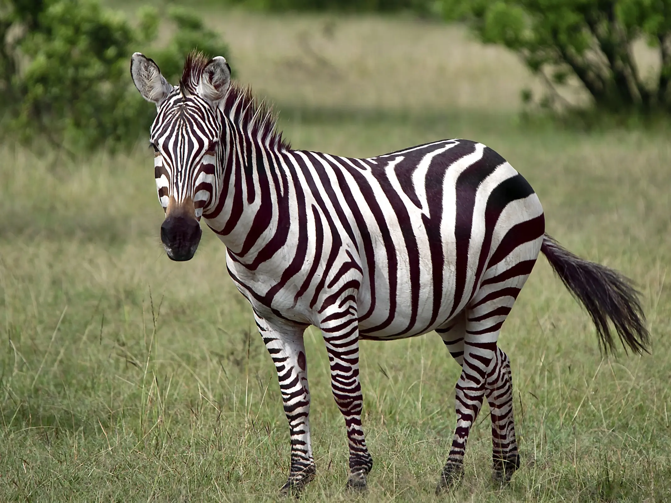 Mountain Zebra