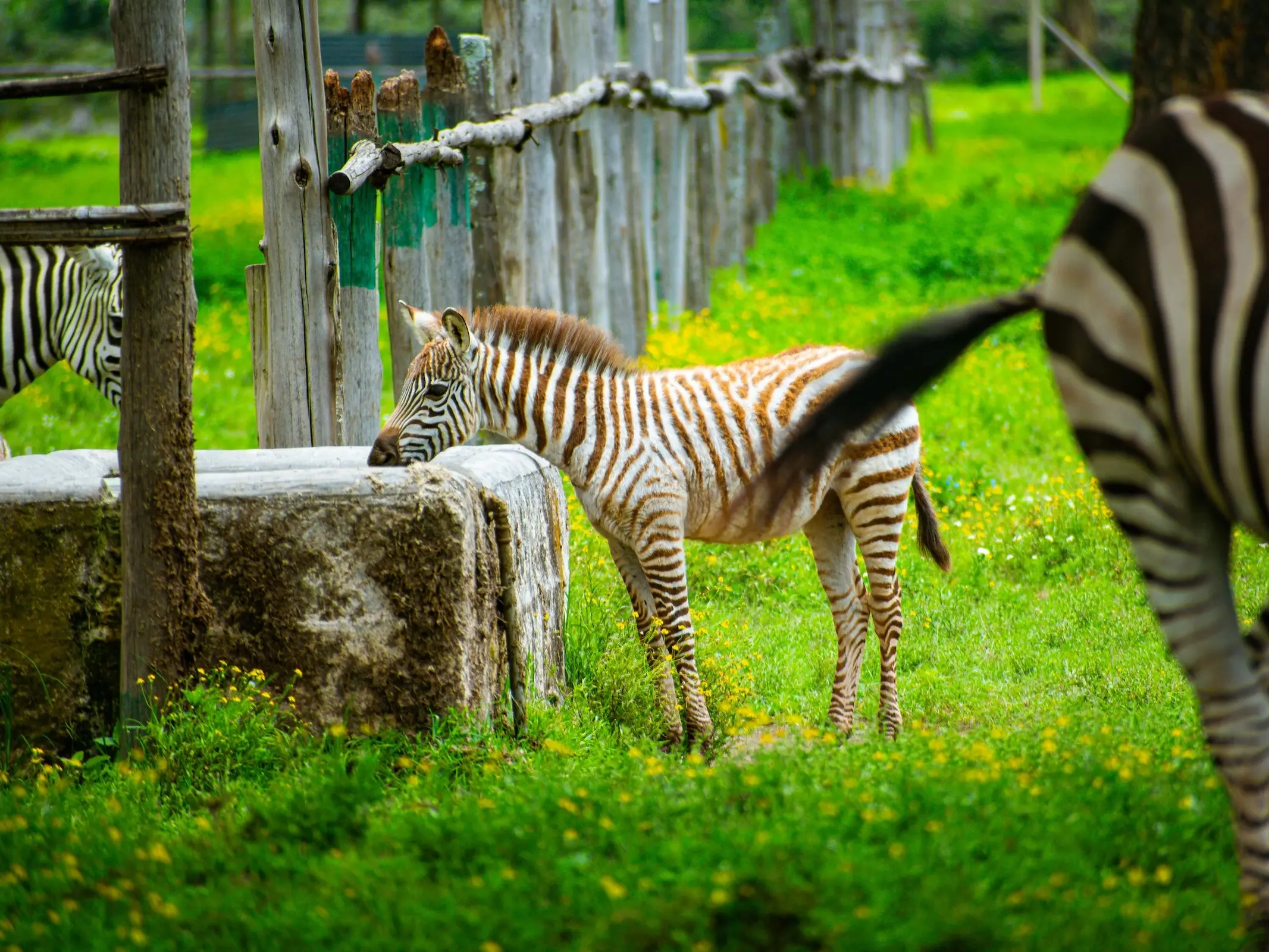 Mountain Zebra