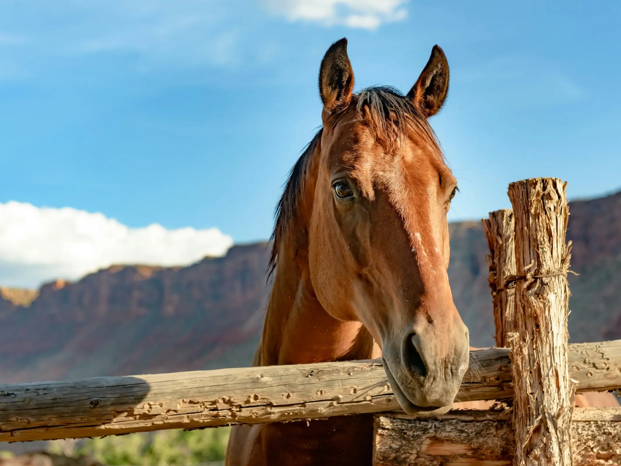 Moyle Horse