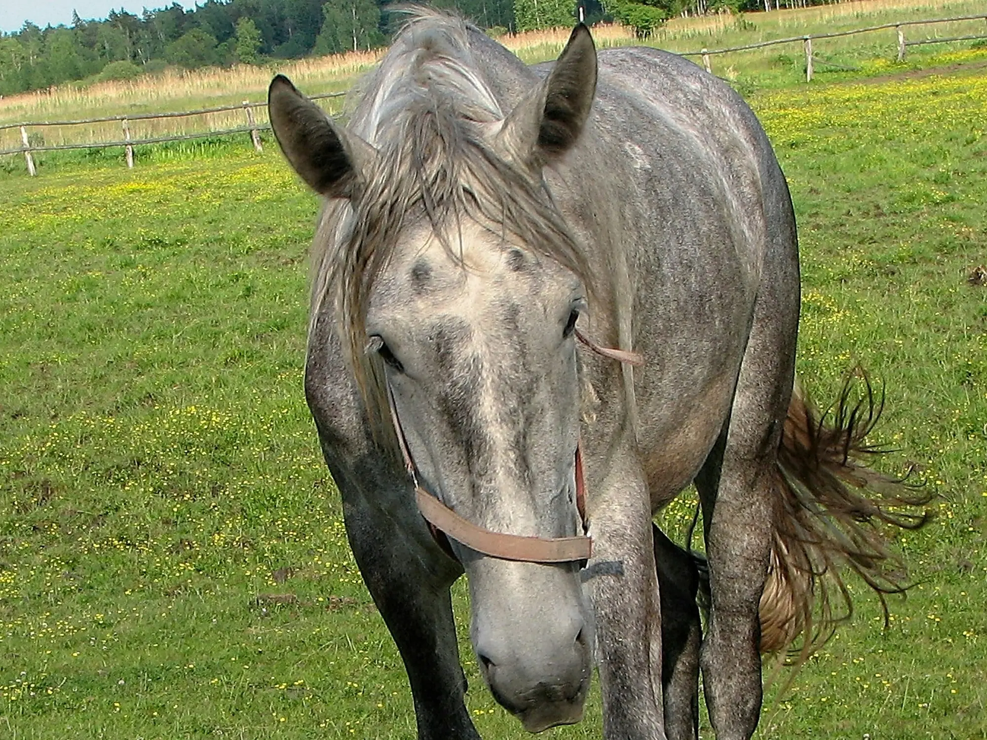 Moyle Horse