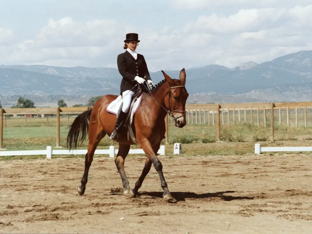 Mule under saddle doing dressage