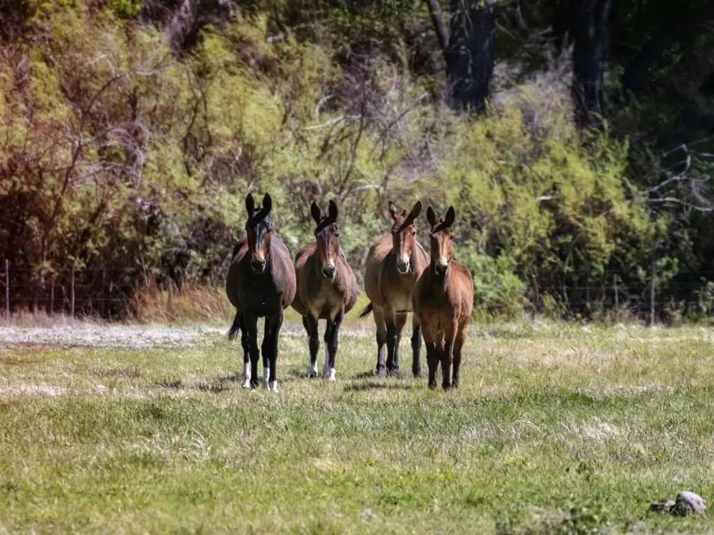 Four mules alert and looking at the camera