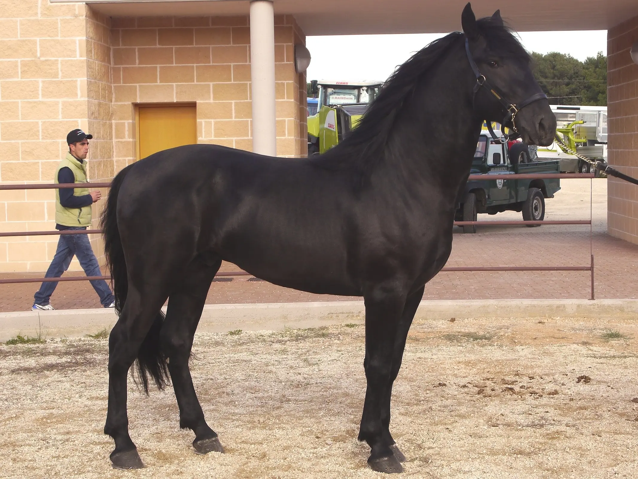 Murgese Horse