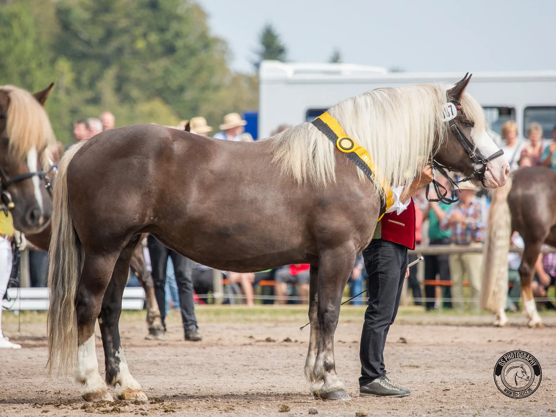 Maybe mushroom Haflinger