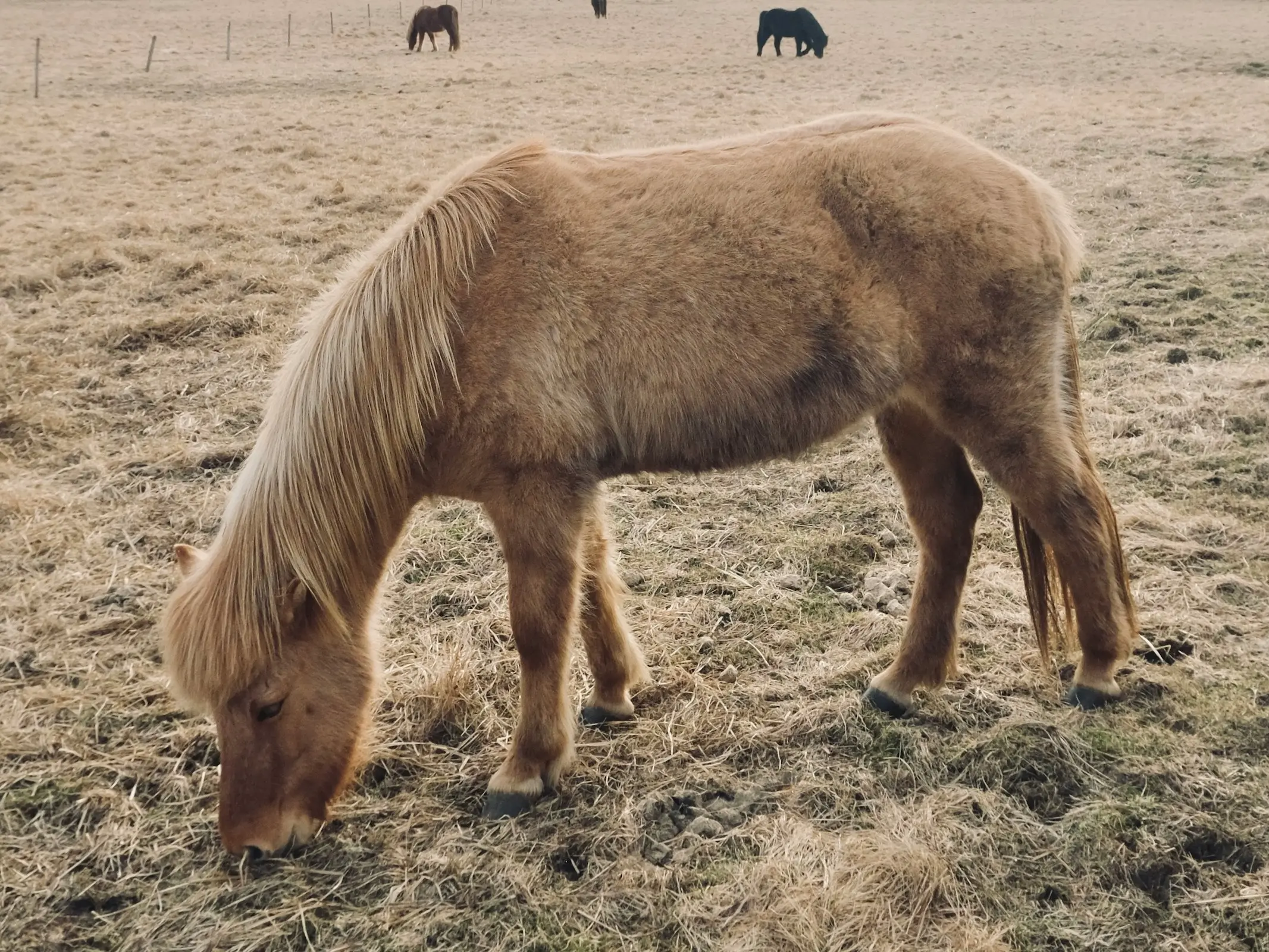 Maybe mushroom pony