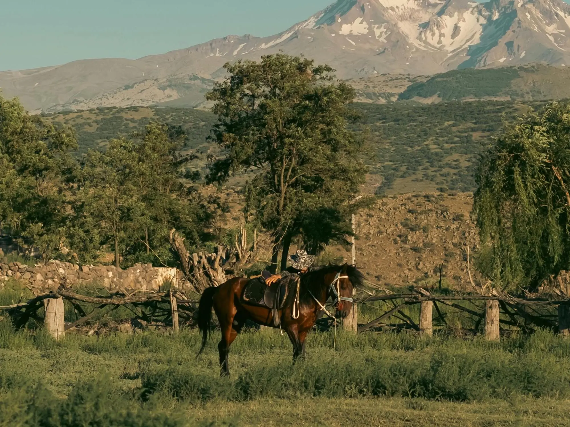 Mytilene Horse