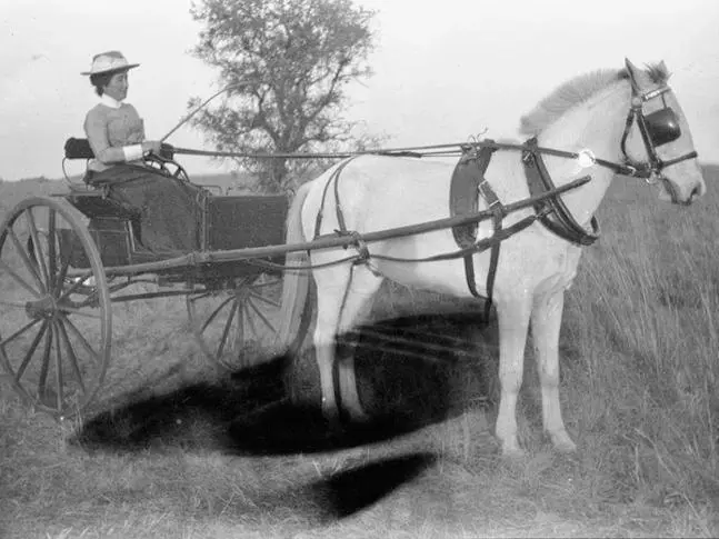 Namaqua Pony