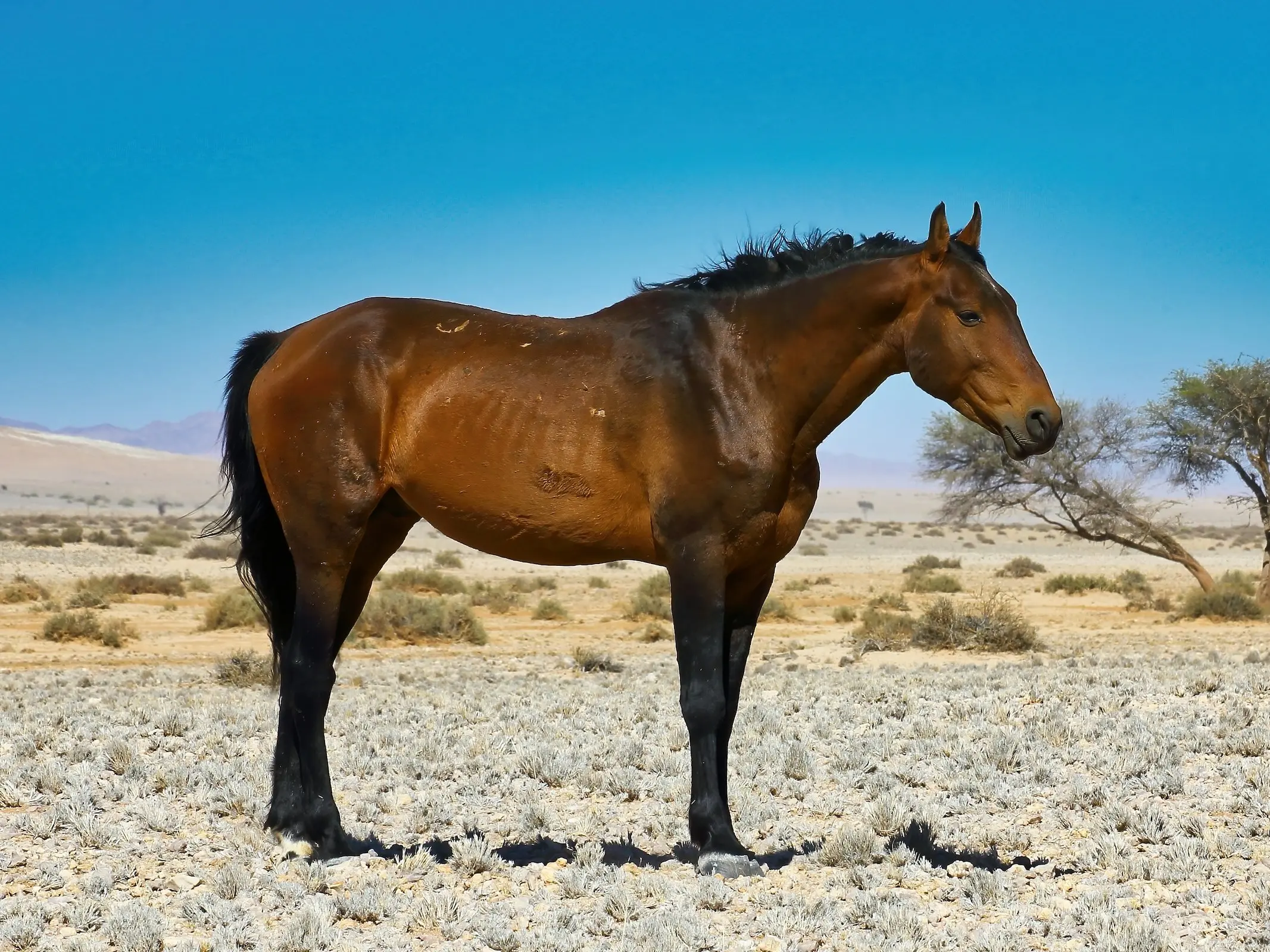 Namib Desert Horse