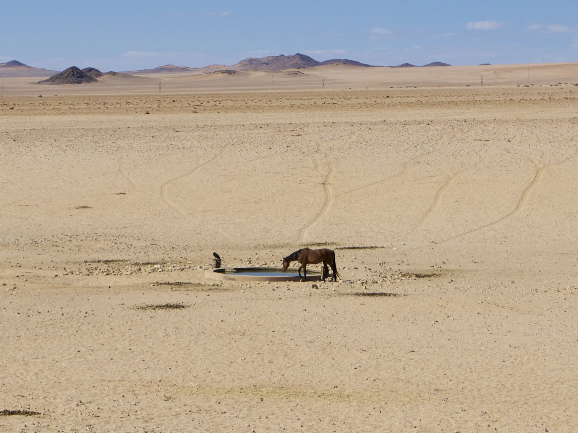 Namib Desert Horse