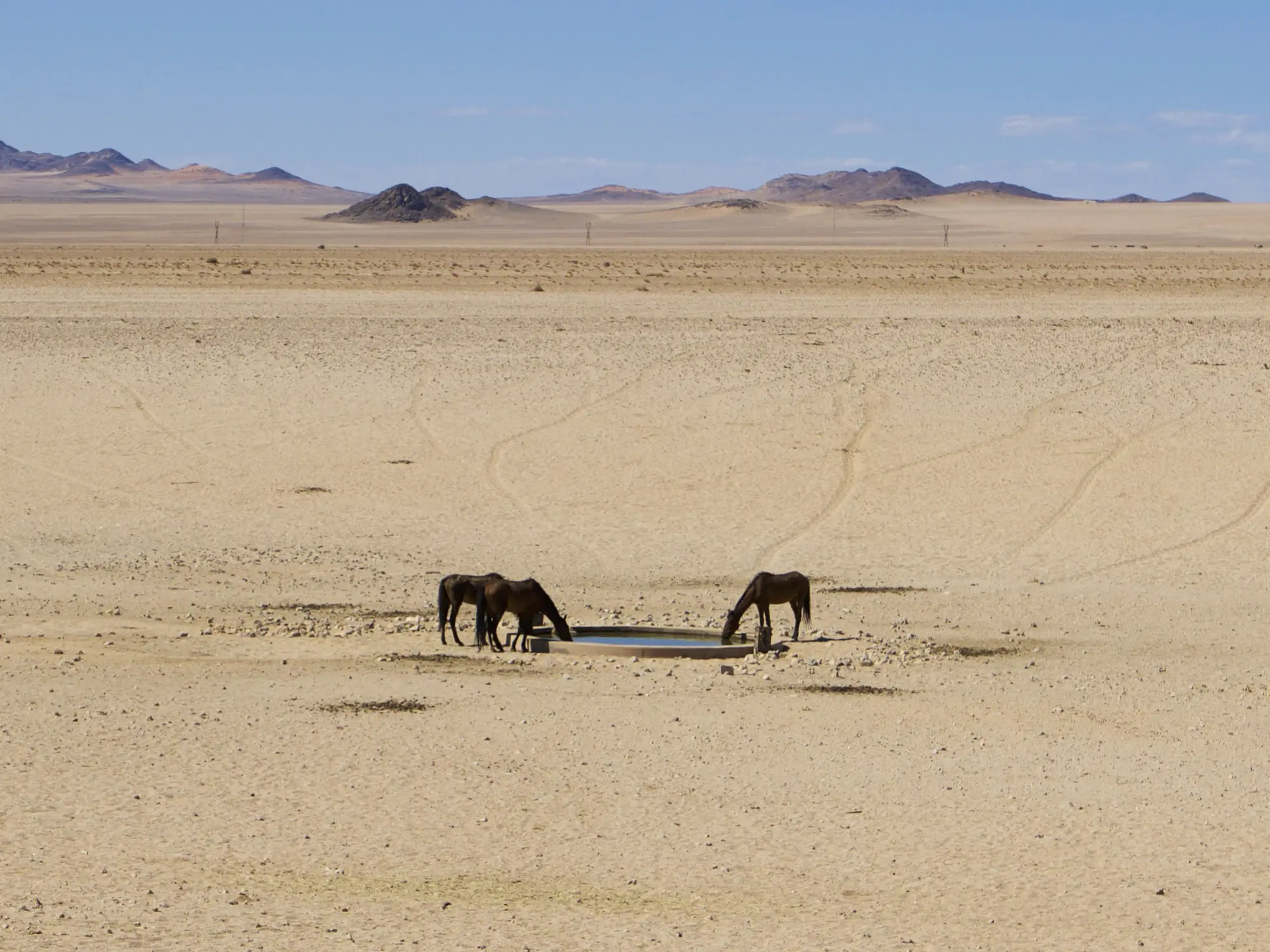 Namib Desert Horse