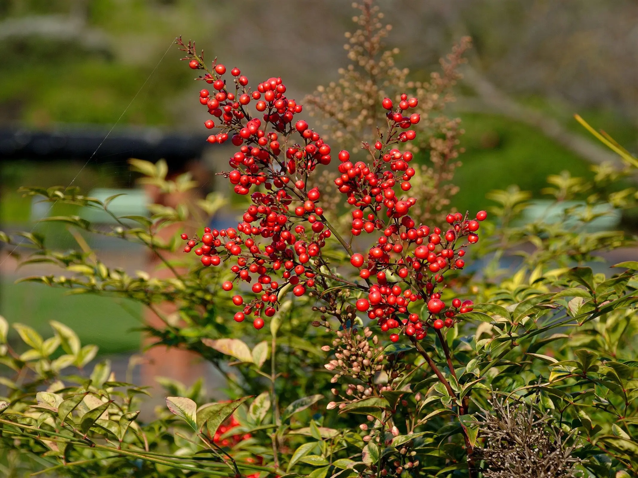 Heavenly Bamboo