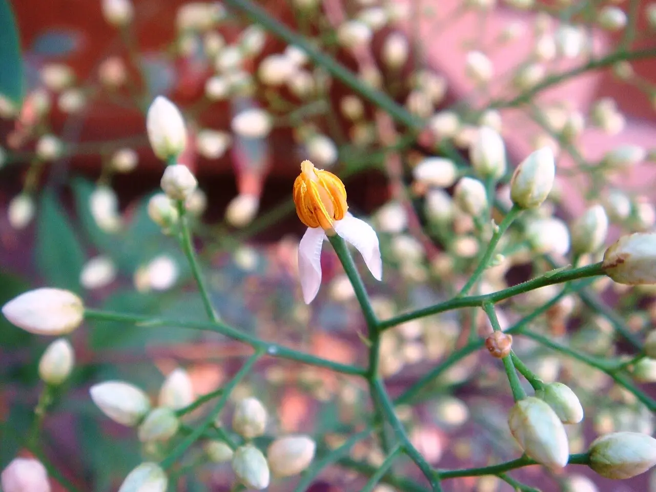 Heavenly Bamboo