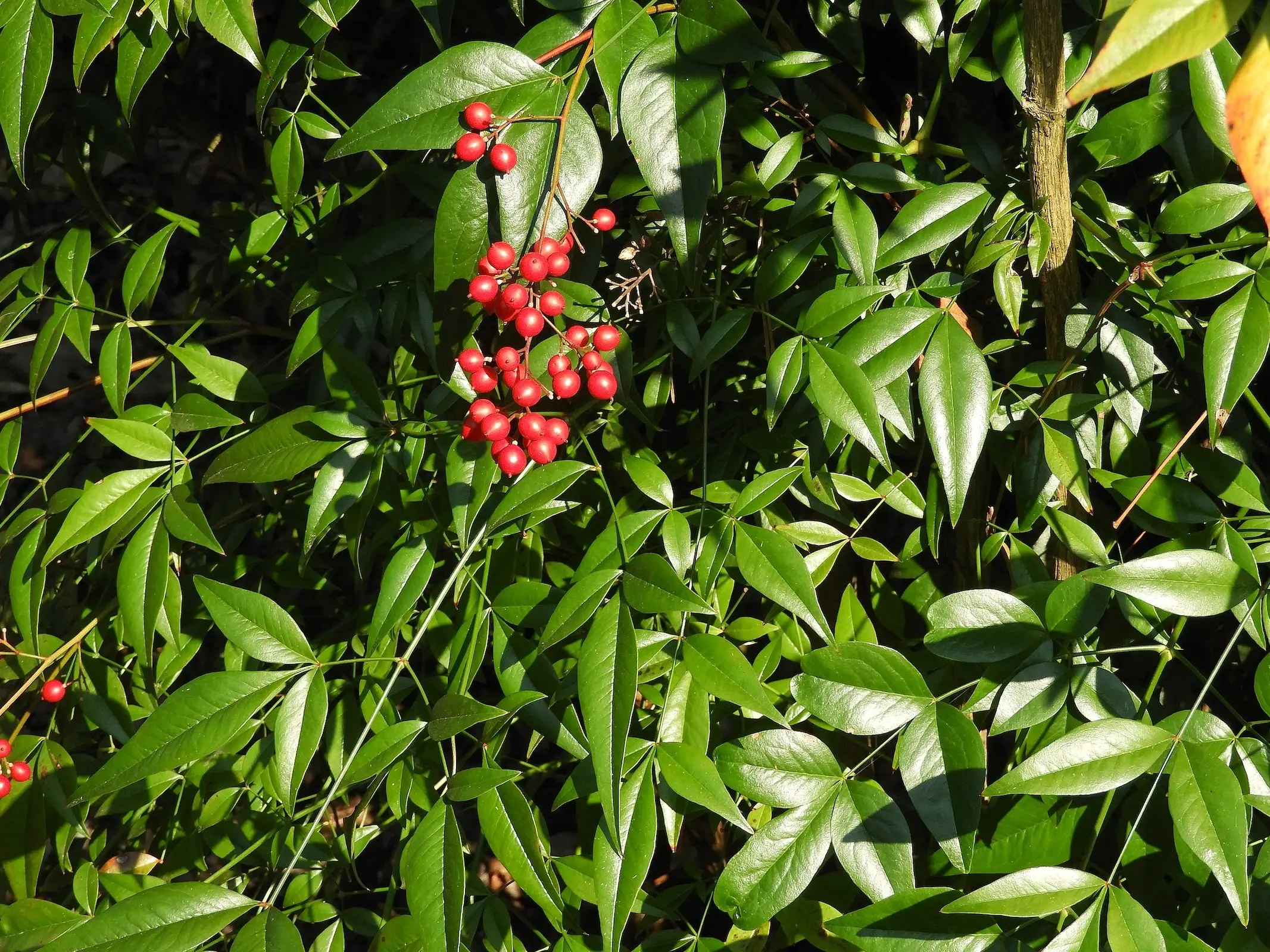 Heavenly Bamboo