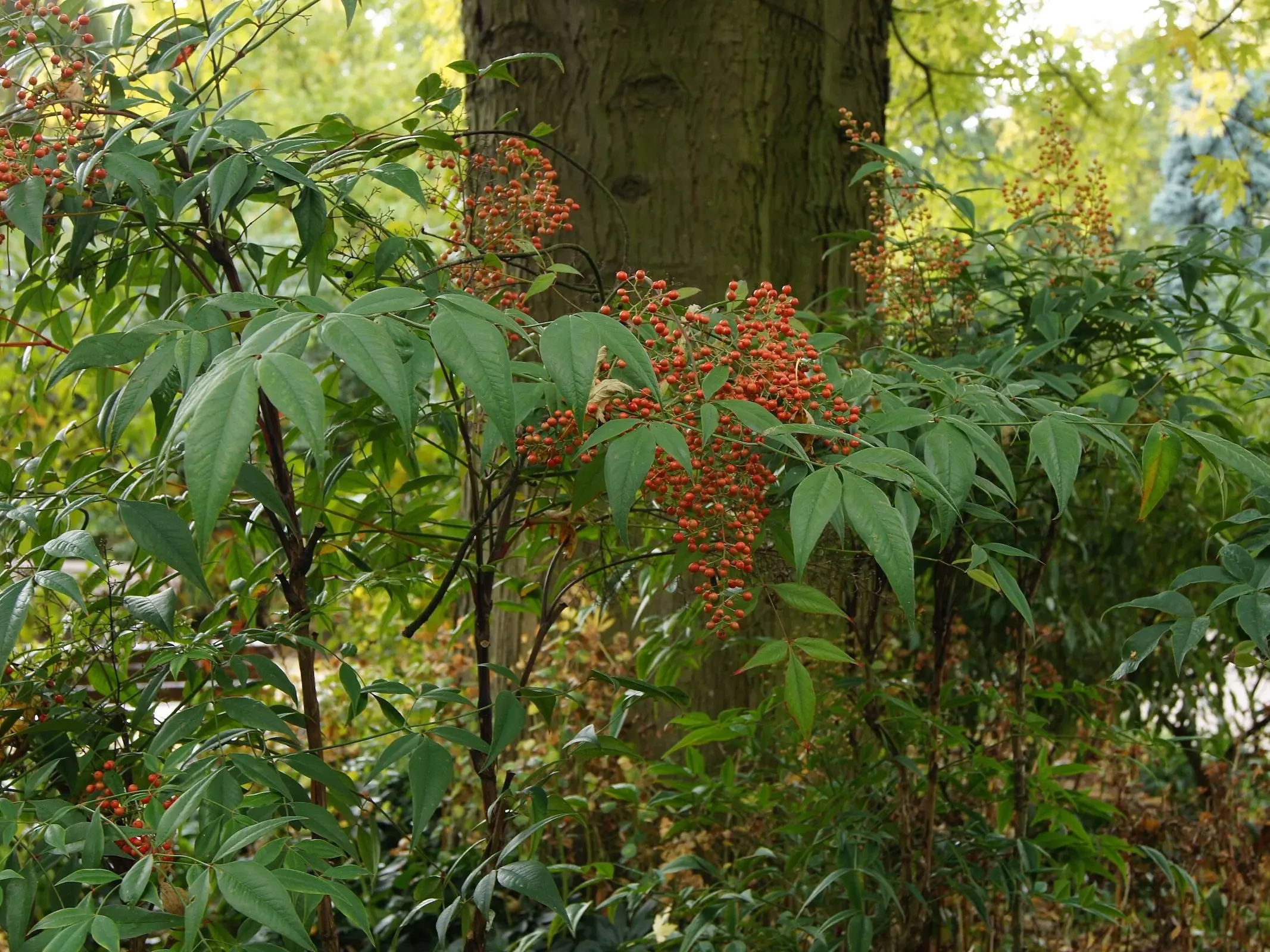 Heavenly Bamboo