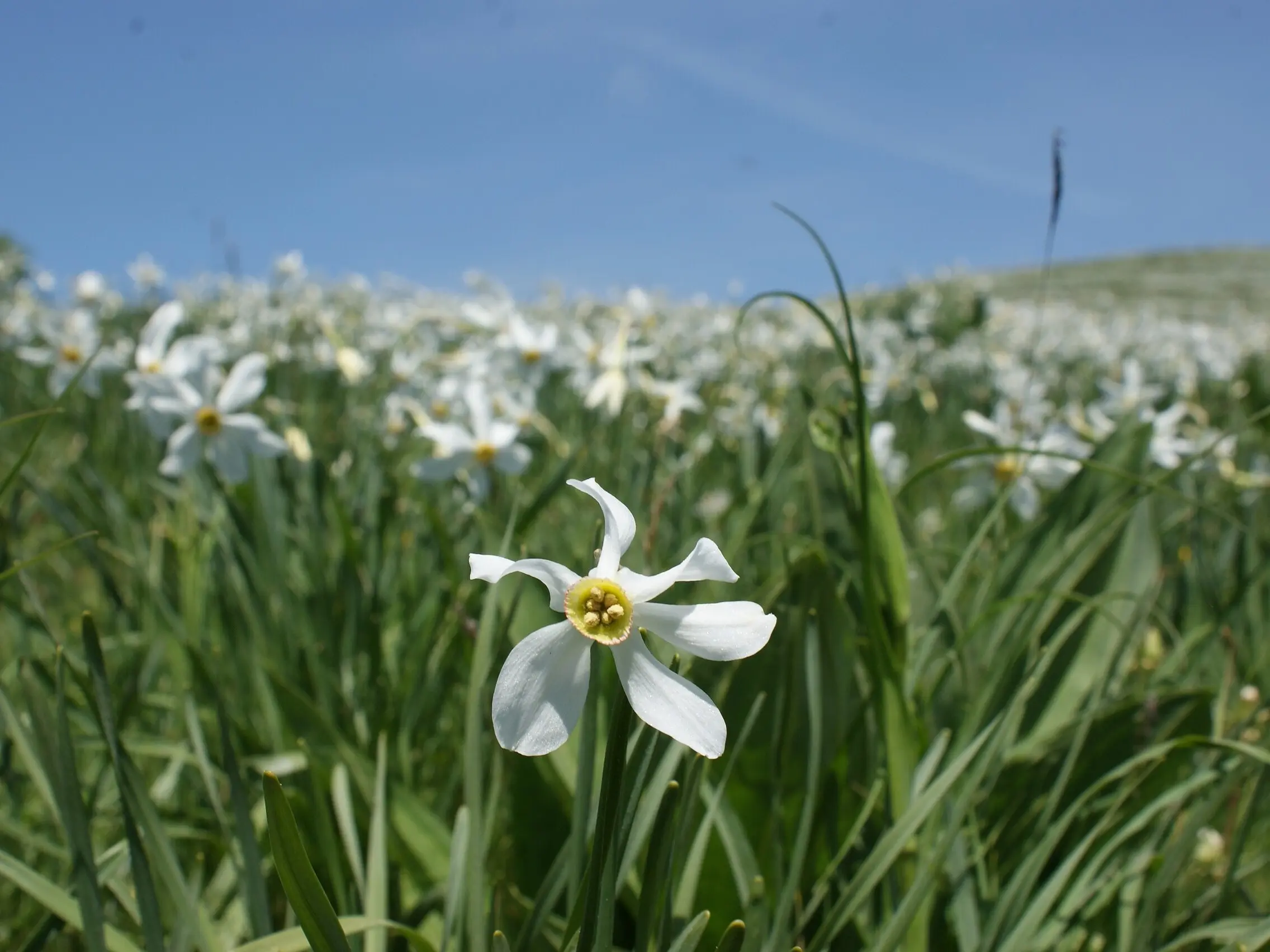 Daffodil