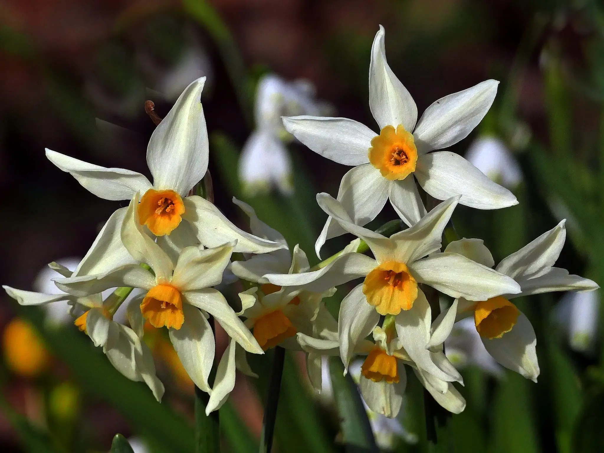 Daffodil