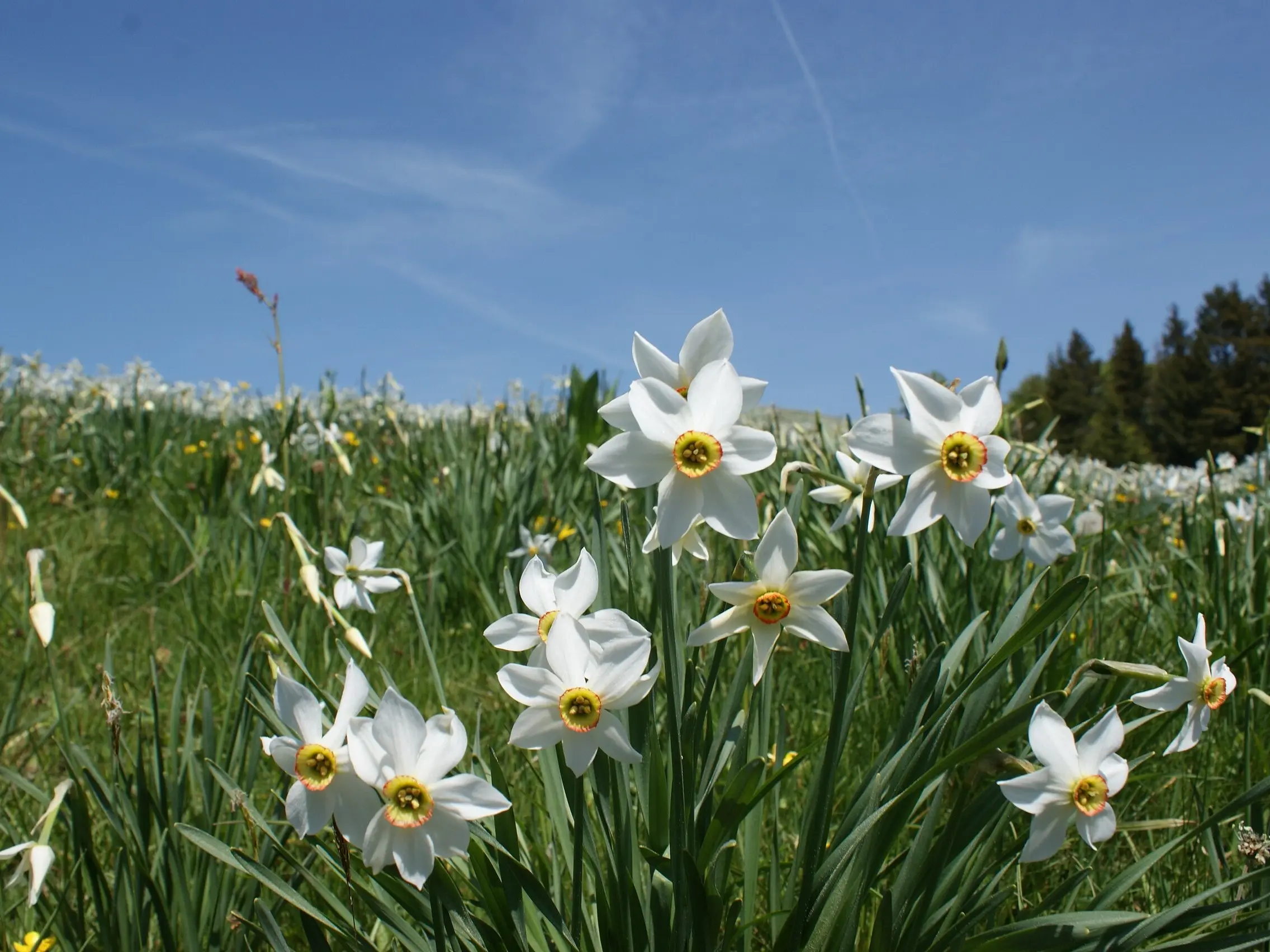 Daffodil