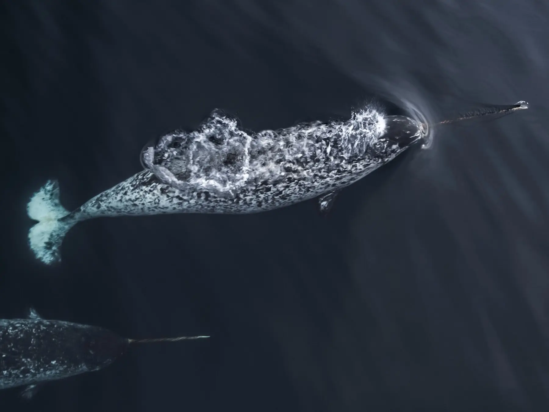 Narwhals