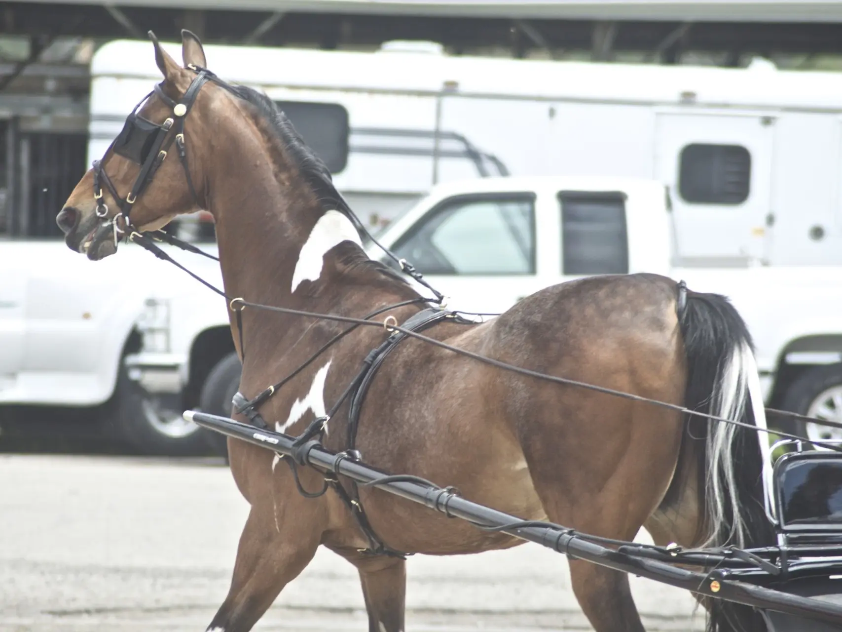 National Show Horse