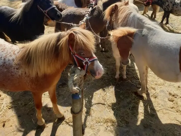 Nederlands Appaloosa Pony