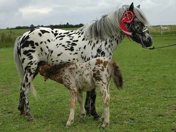 Nederlands Appaloosa Pony