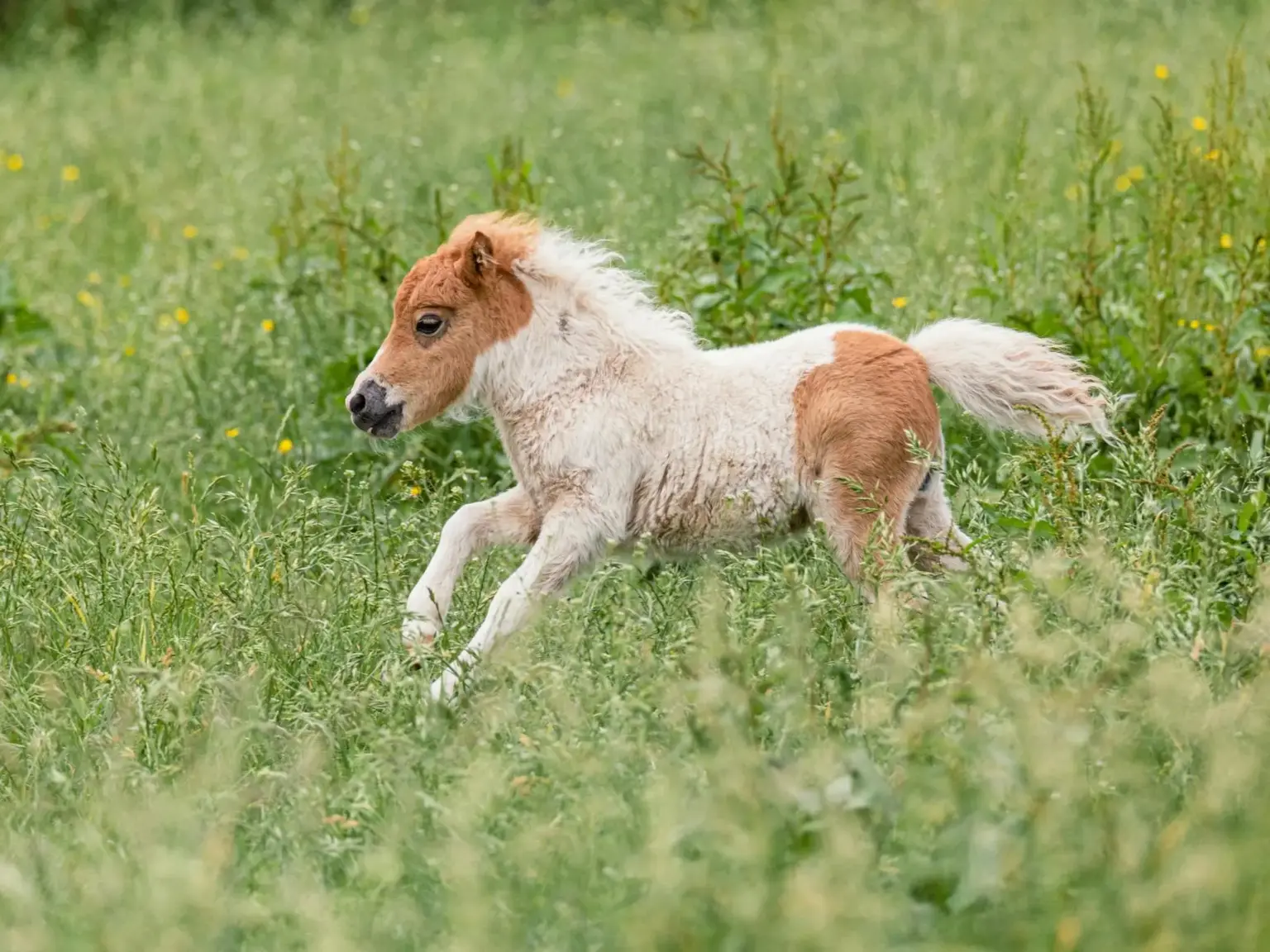 Dutch Mini Horse