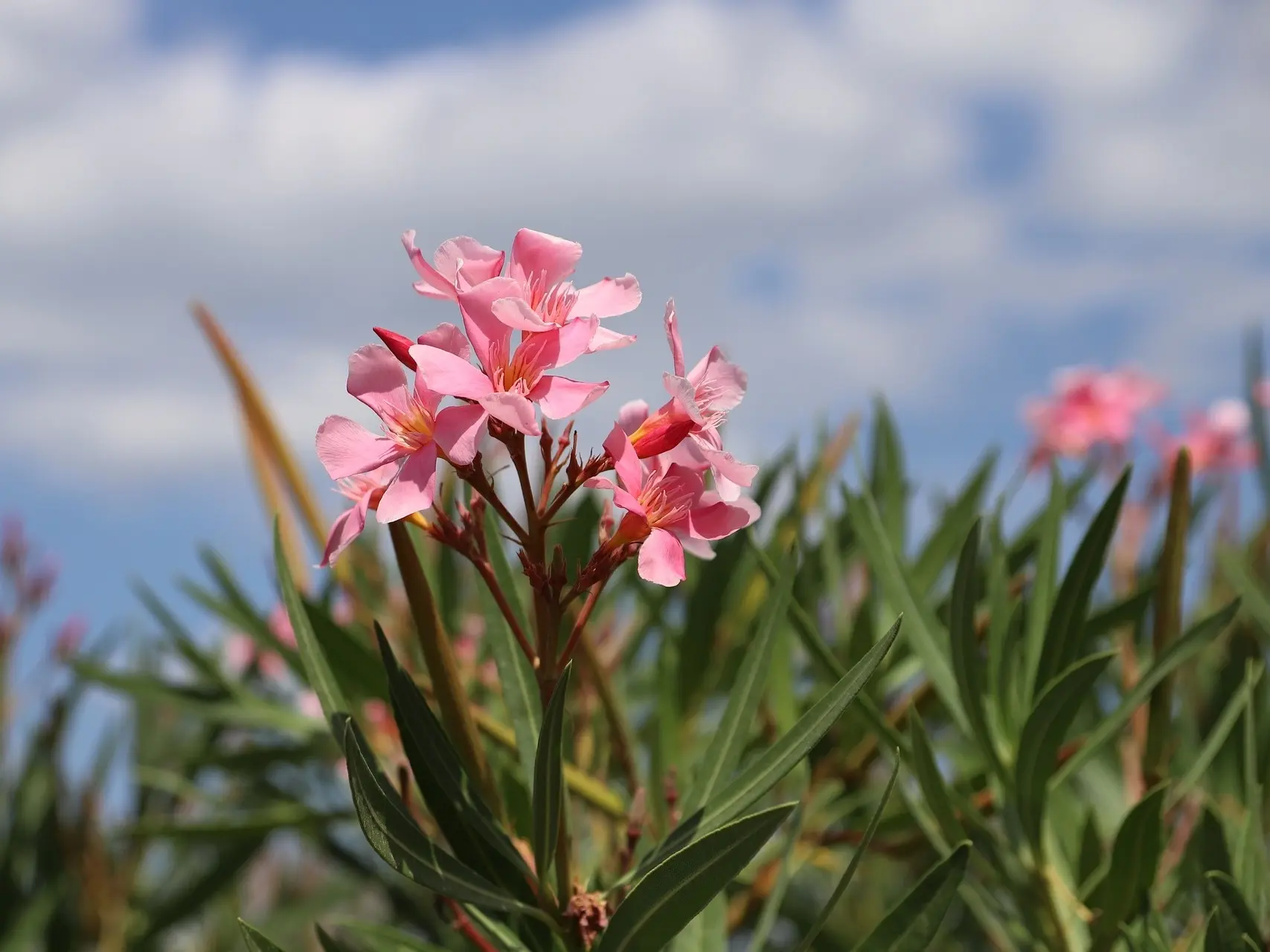 Rose Laurel