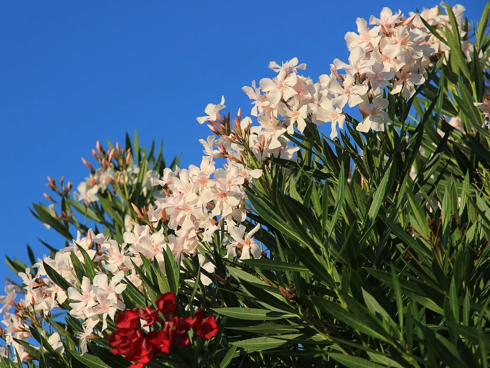 Oleander