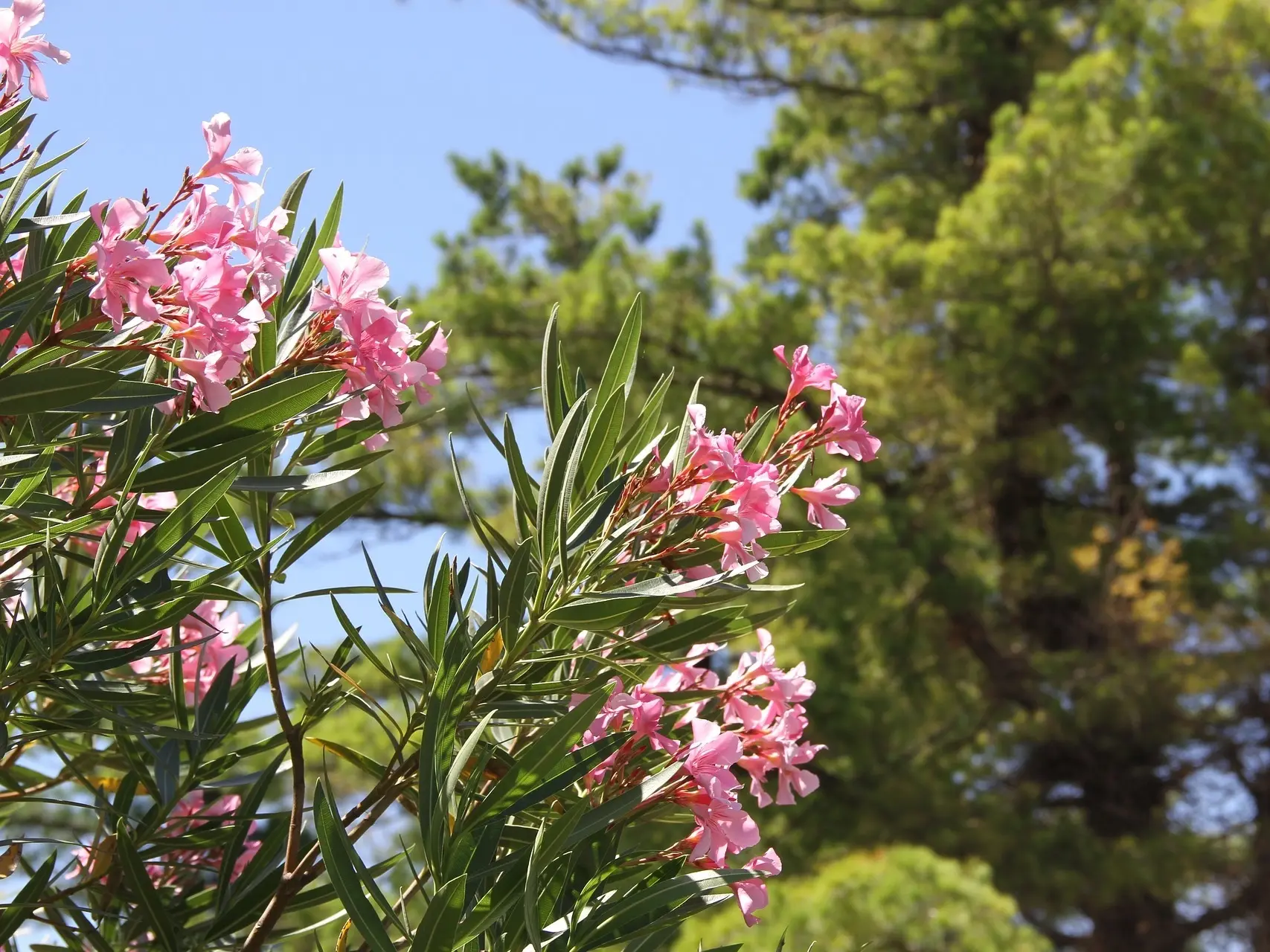 Oleander