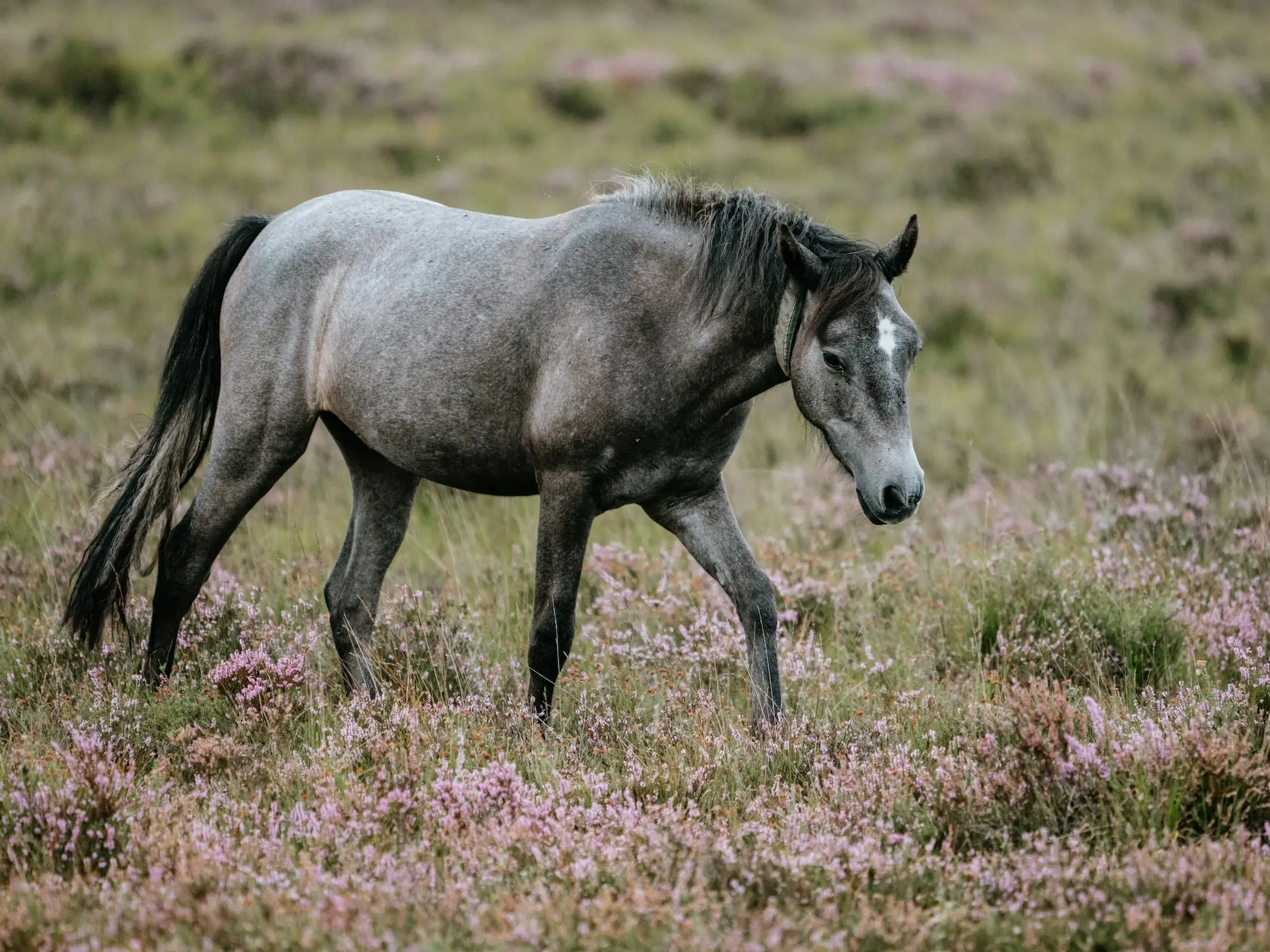 New Forest Pony