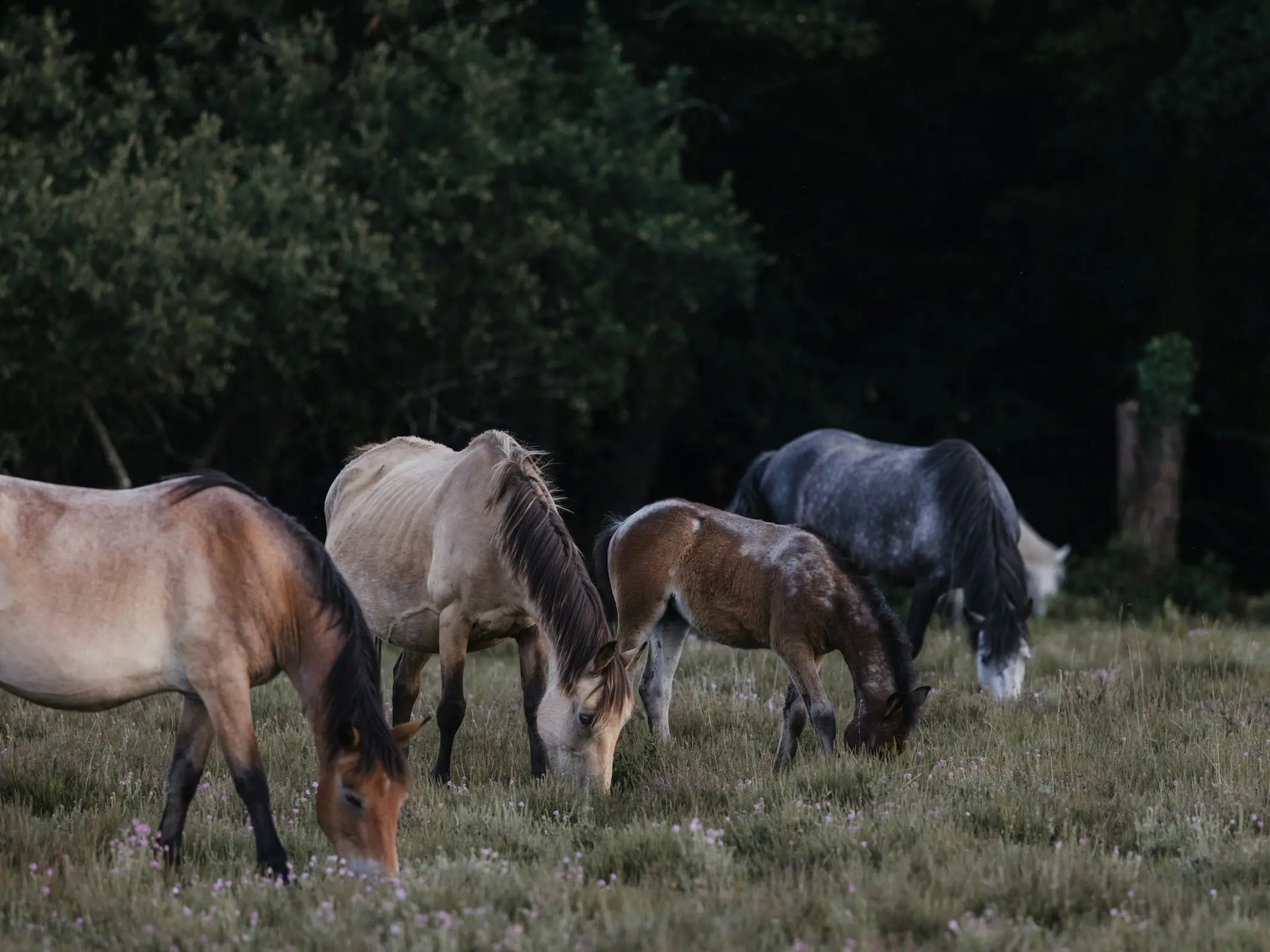 New Forest Pony