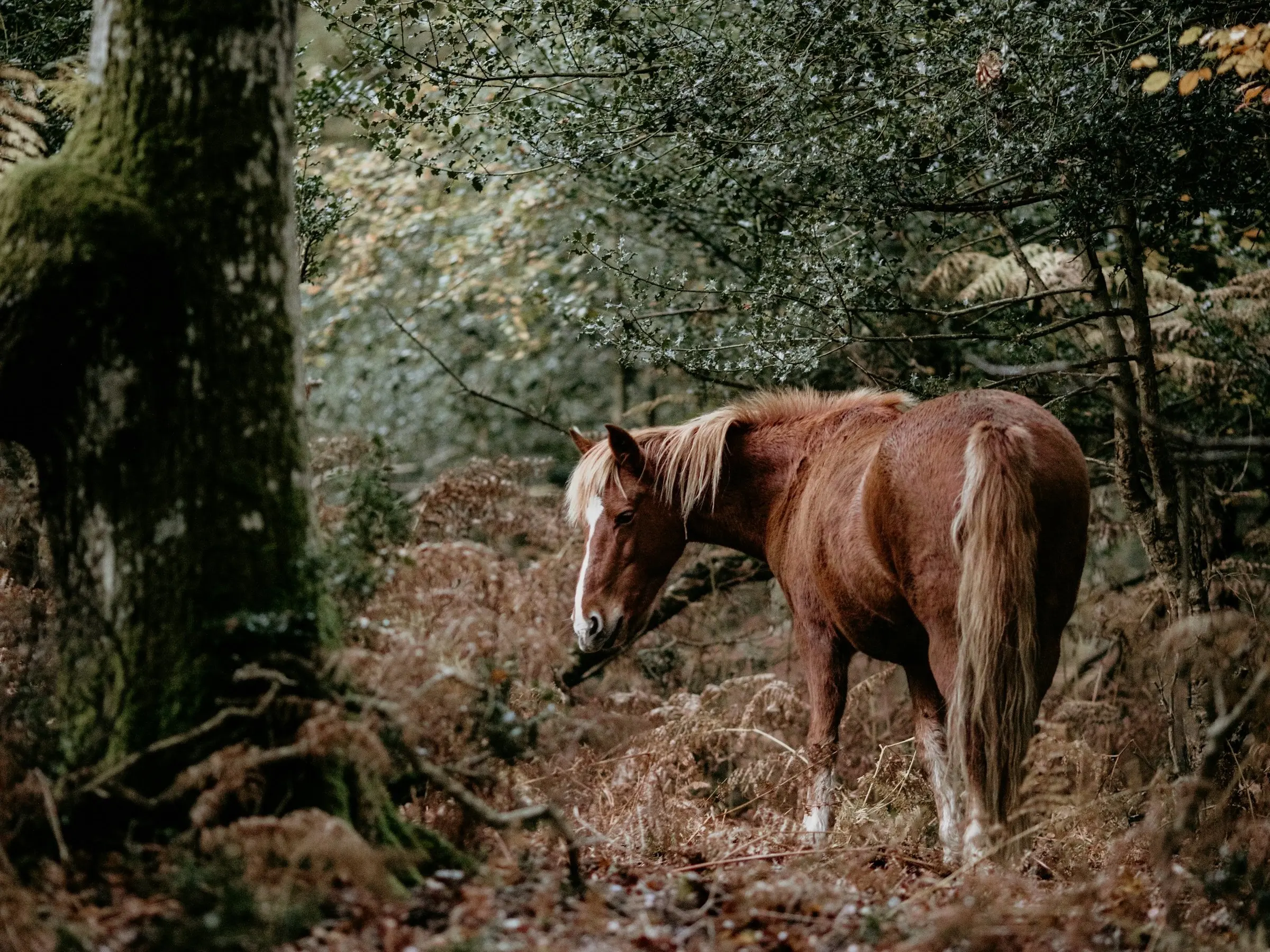 New Forest Pony