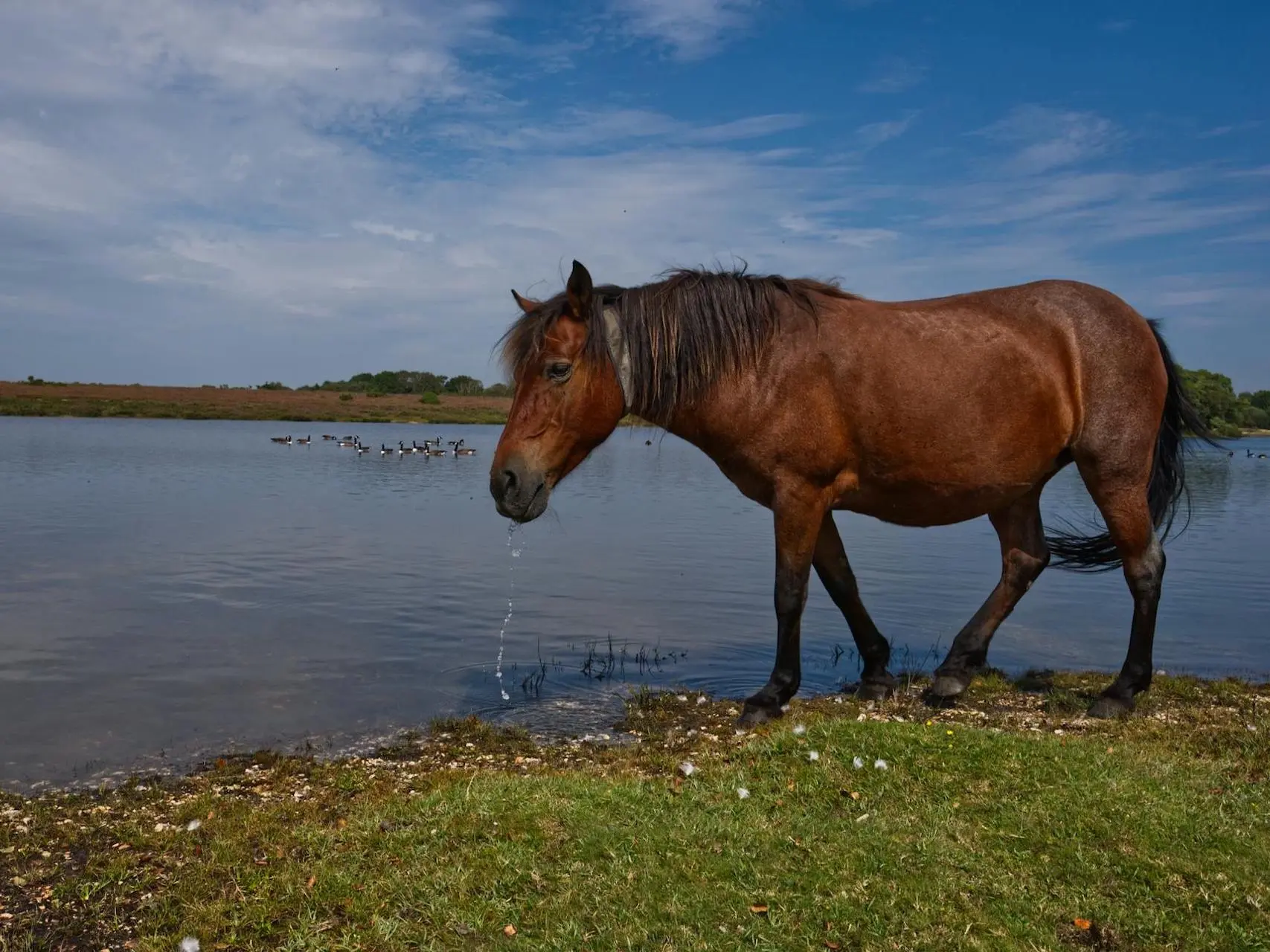 New Forest Pony