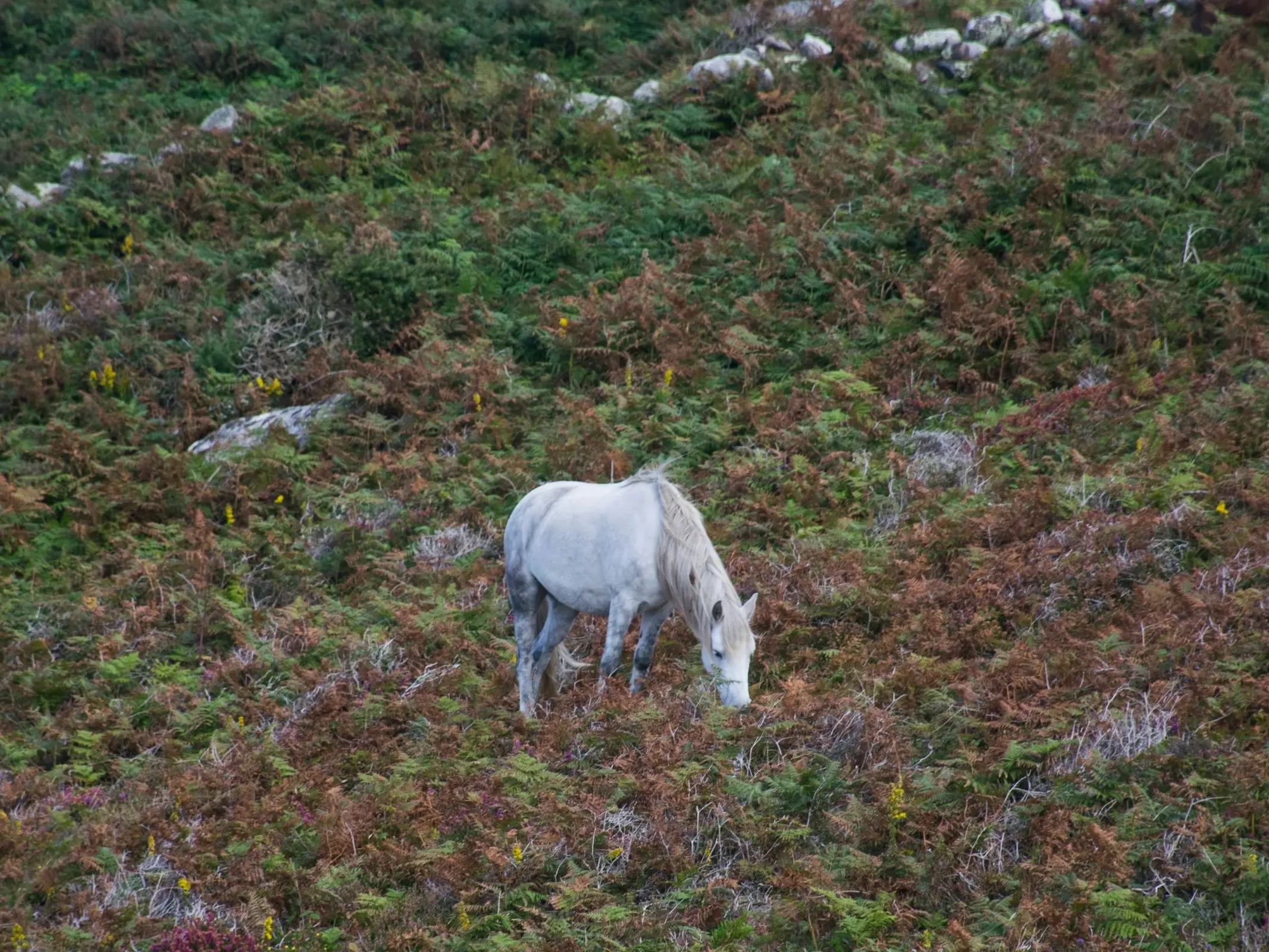 New Forest Pony