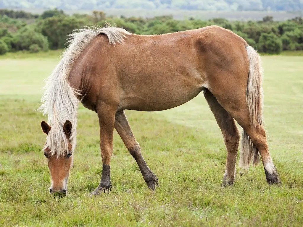 New Forest Pony