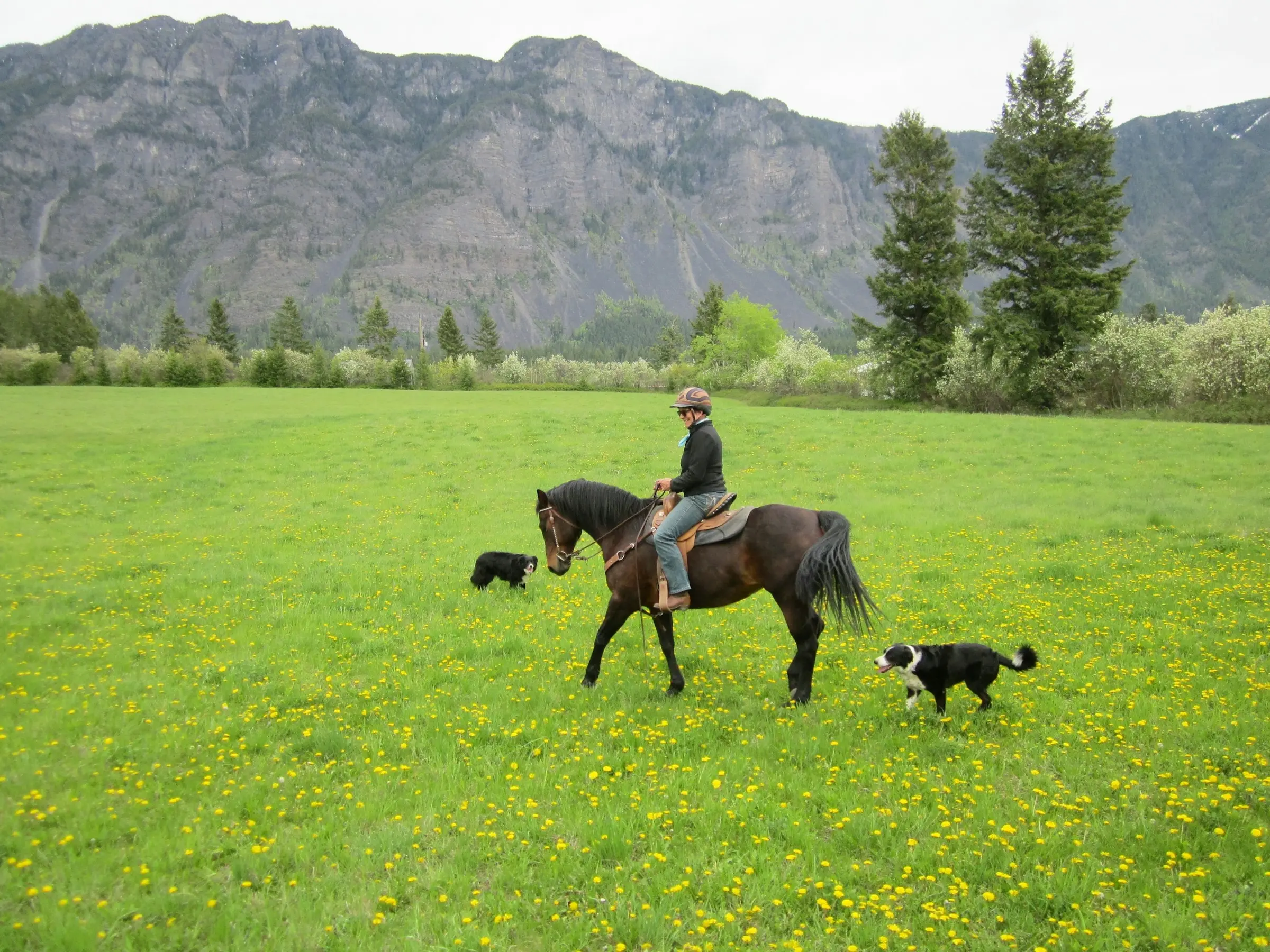 Newfoundland Pony