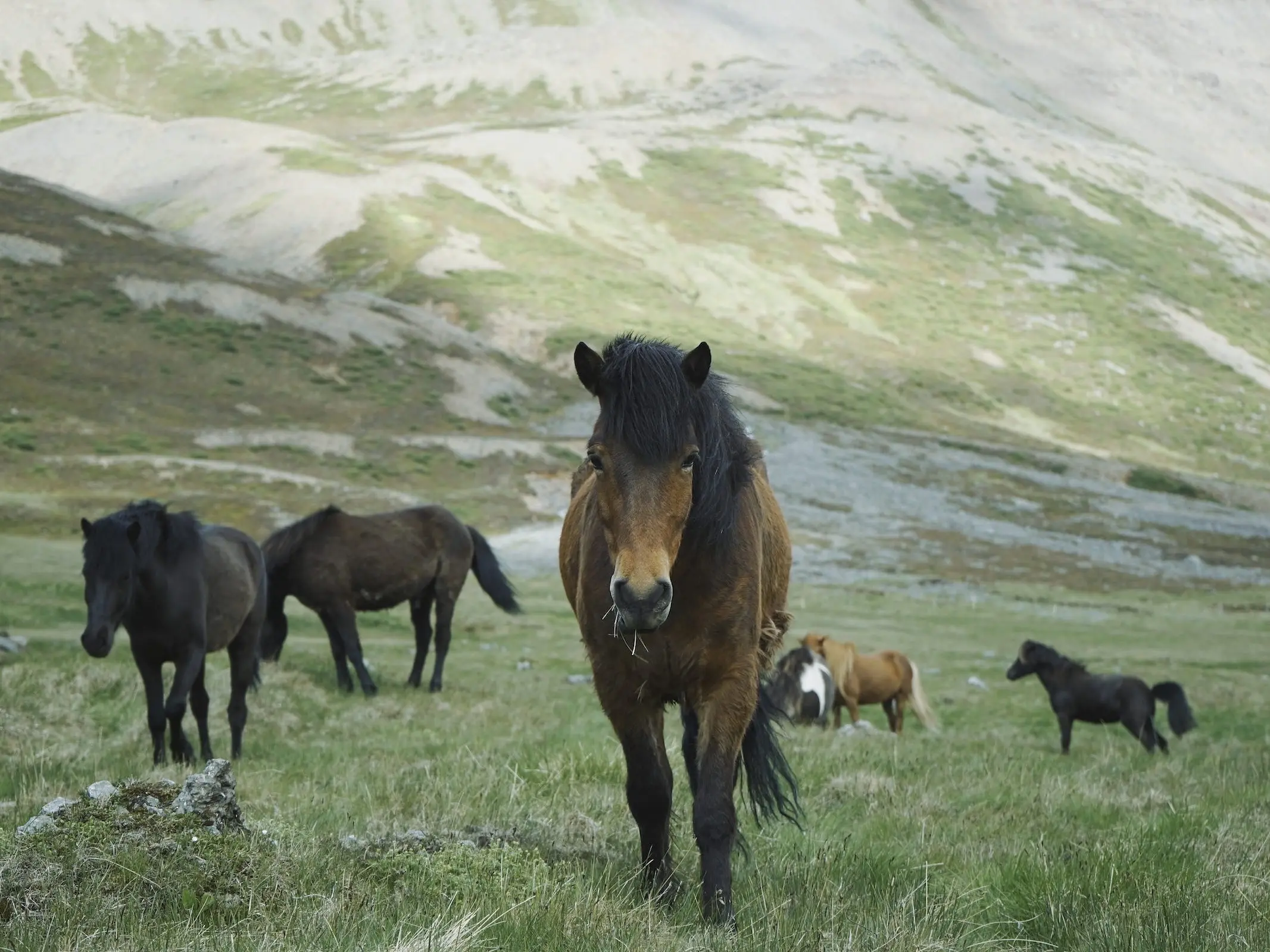 Newfoundland Pony