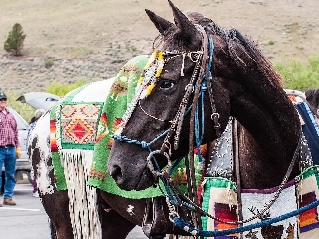 Nez Perce Horse