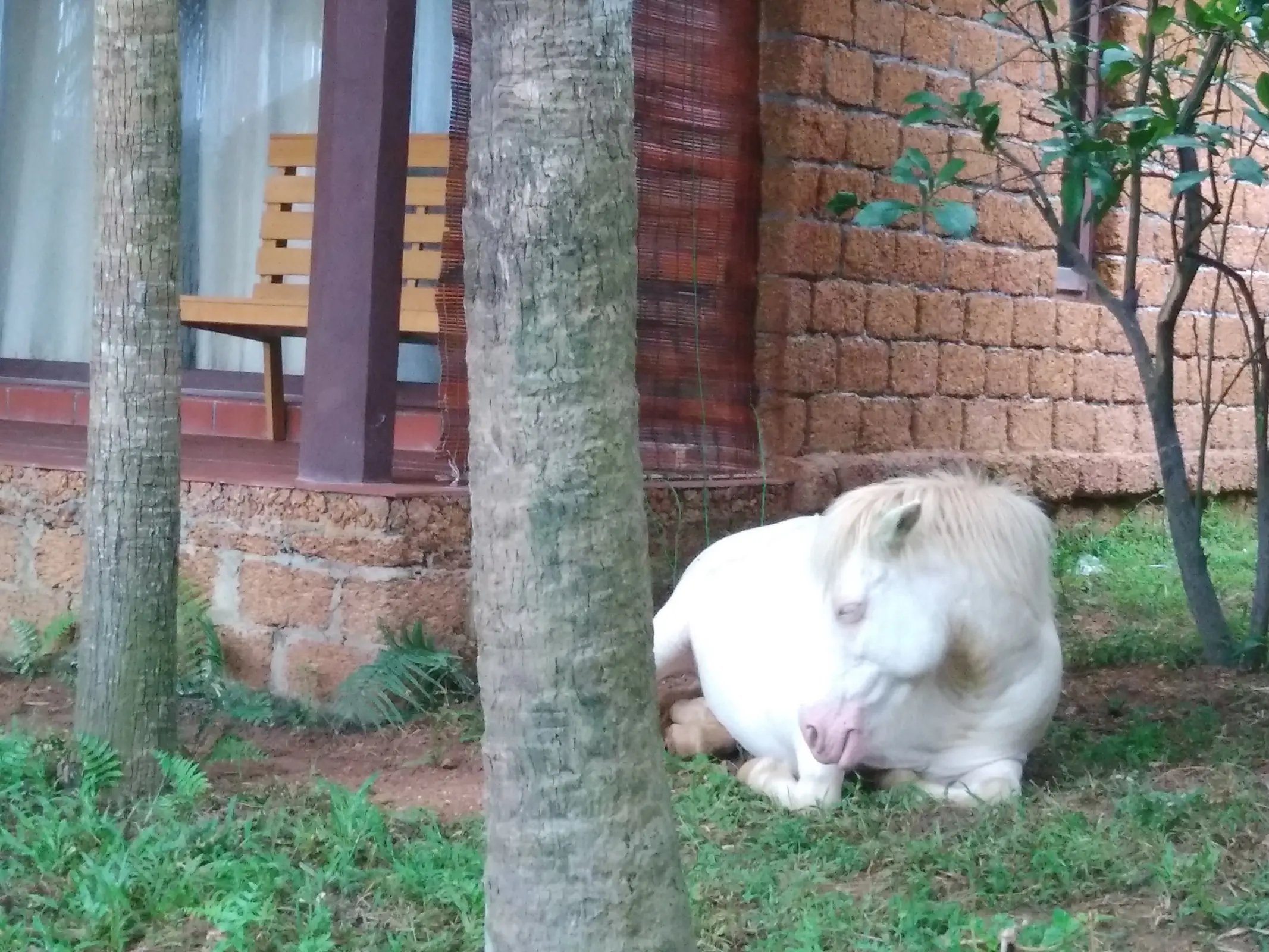 Ngua Trang Pony