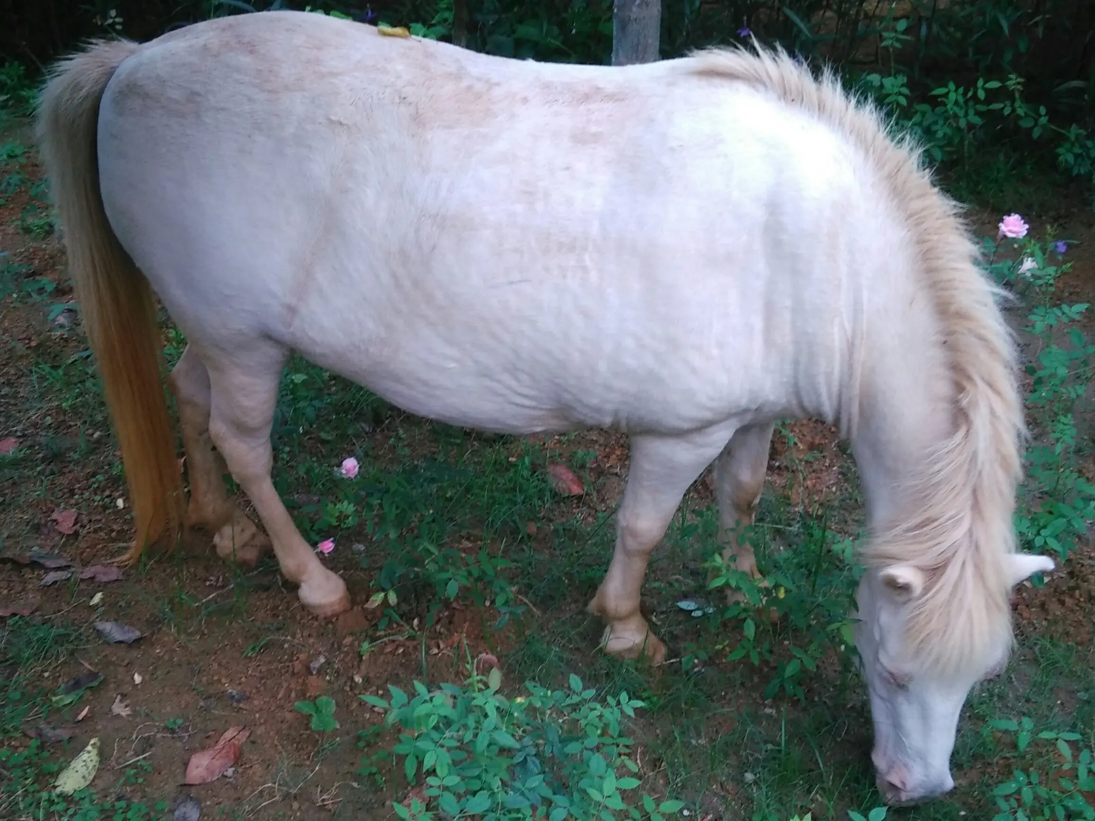 Ngua Trang Pony