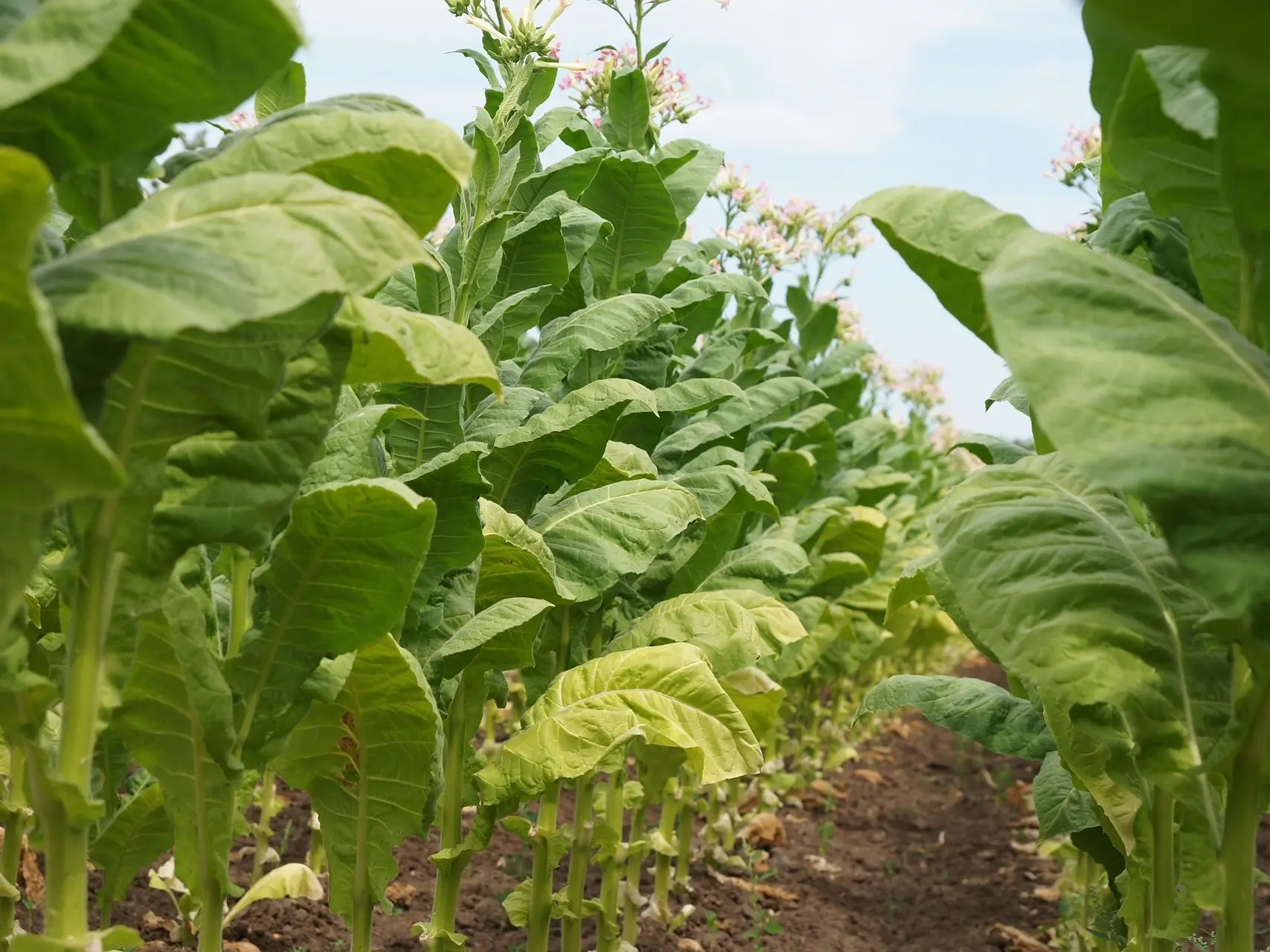 Tobacco Plant