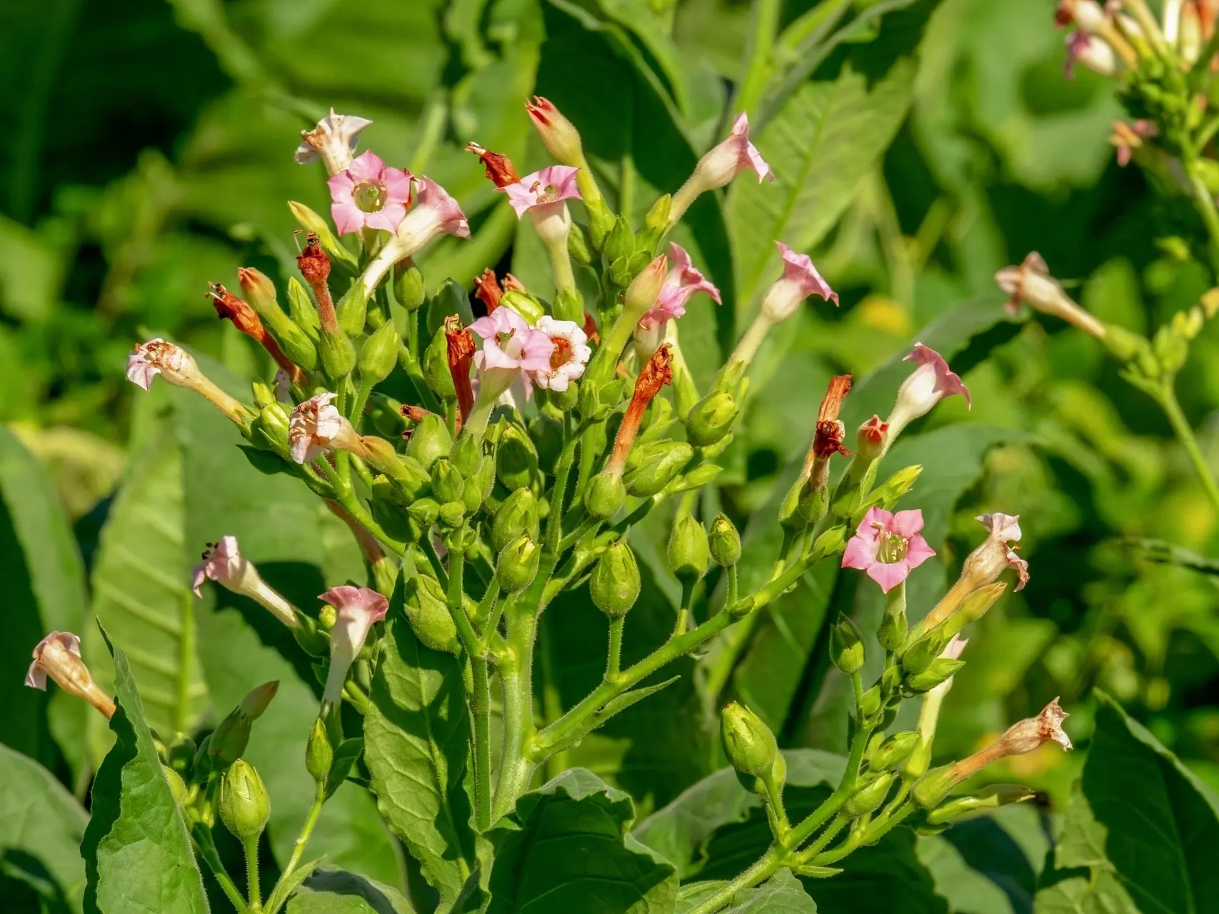 Tobacco Plant