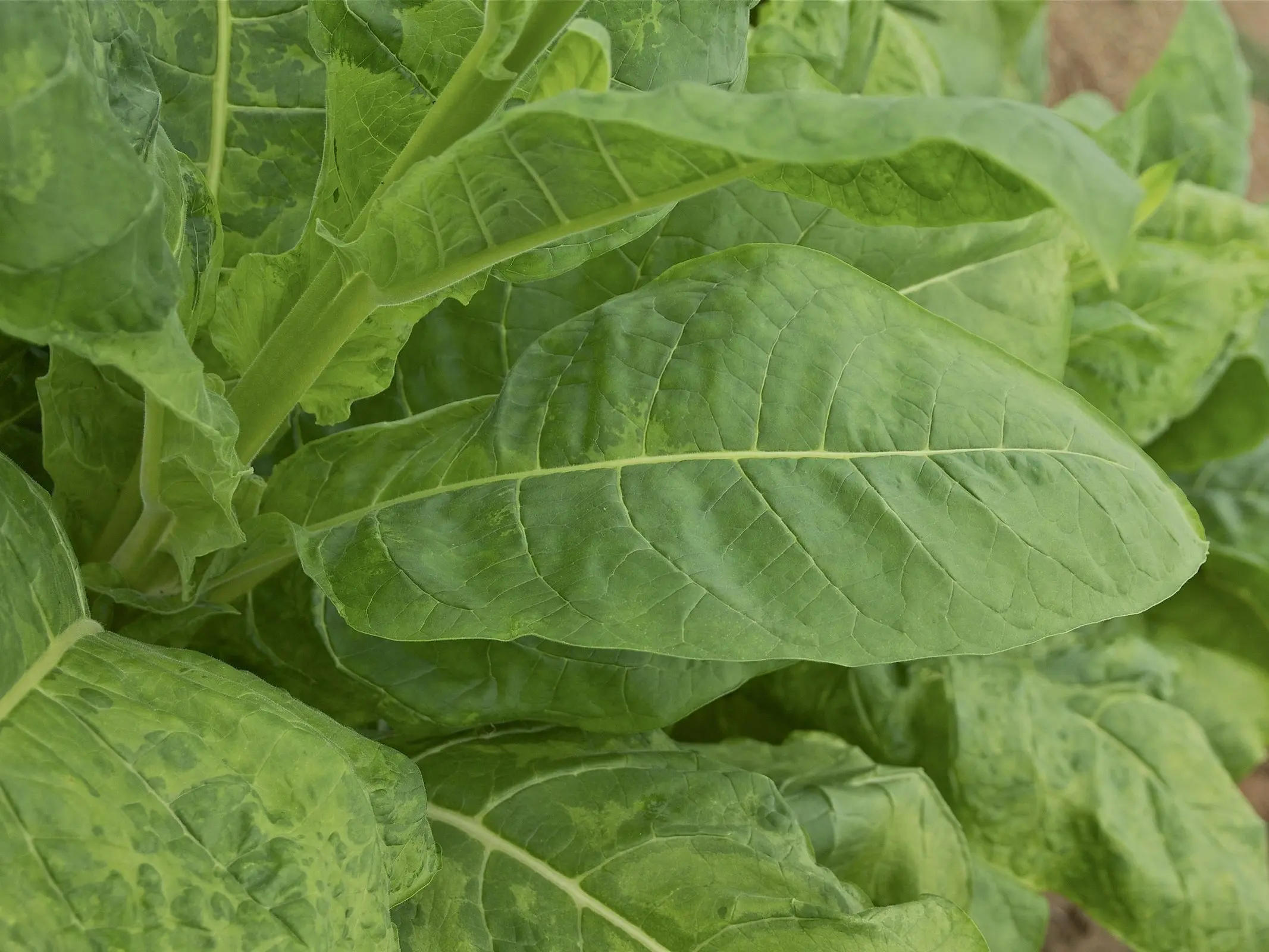 Tobacco Plant