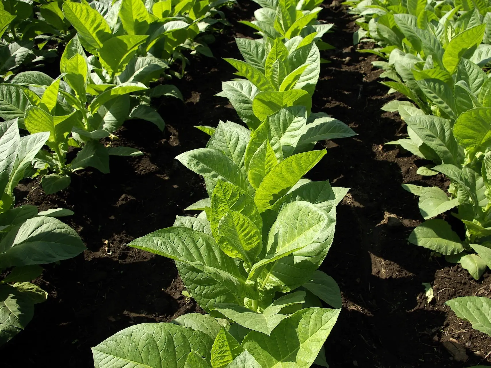 Tobacco Plant