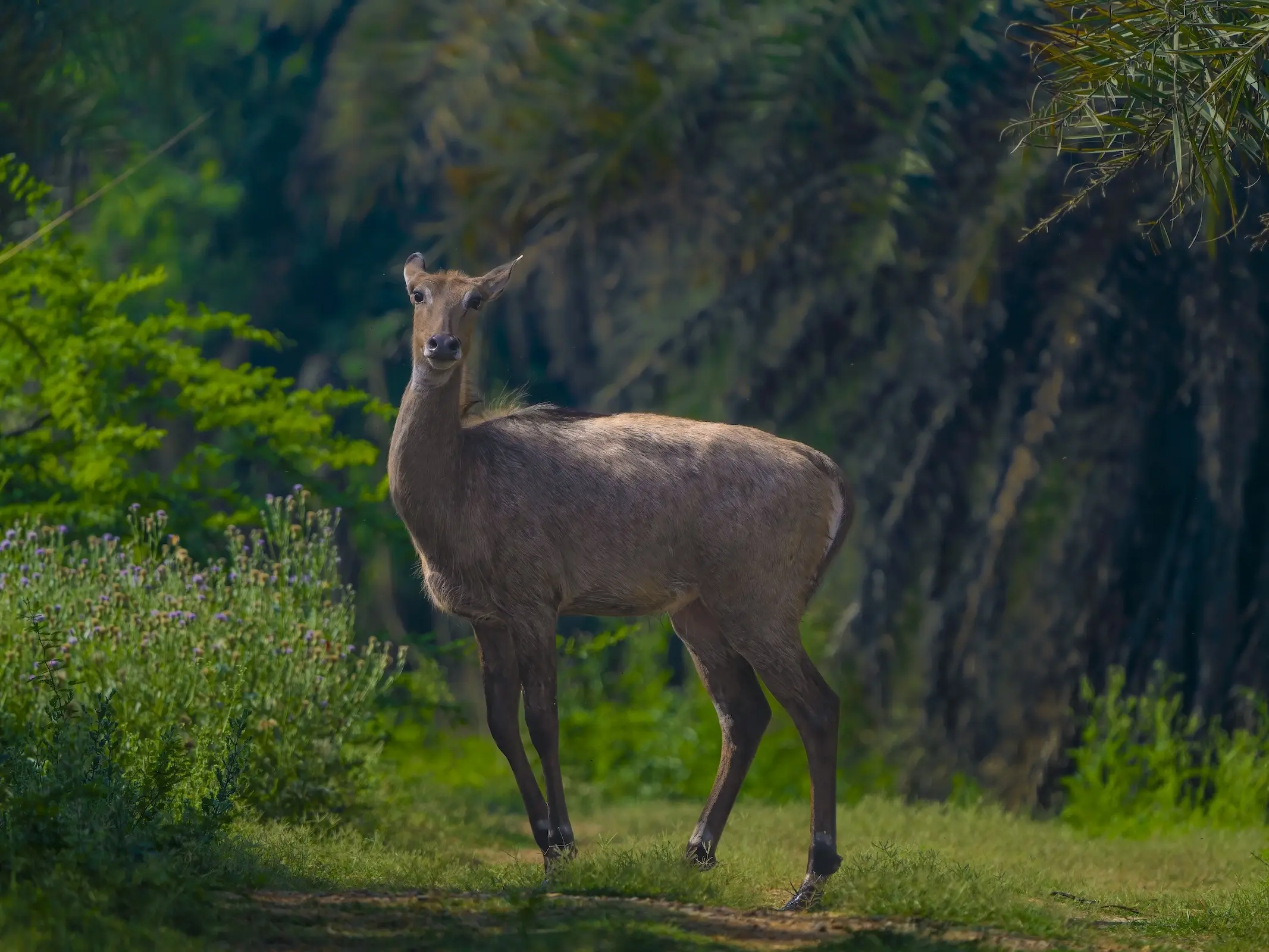 Nilgai