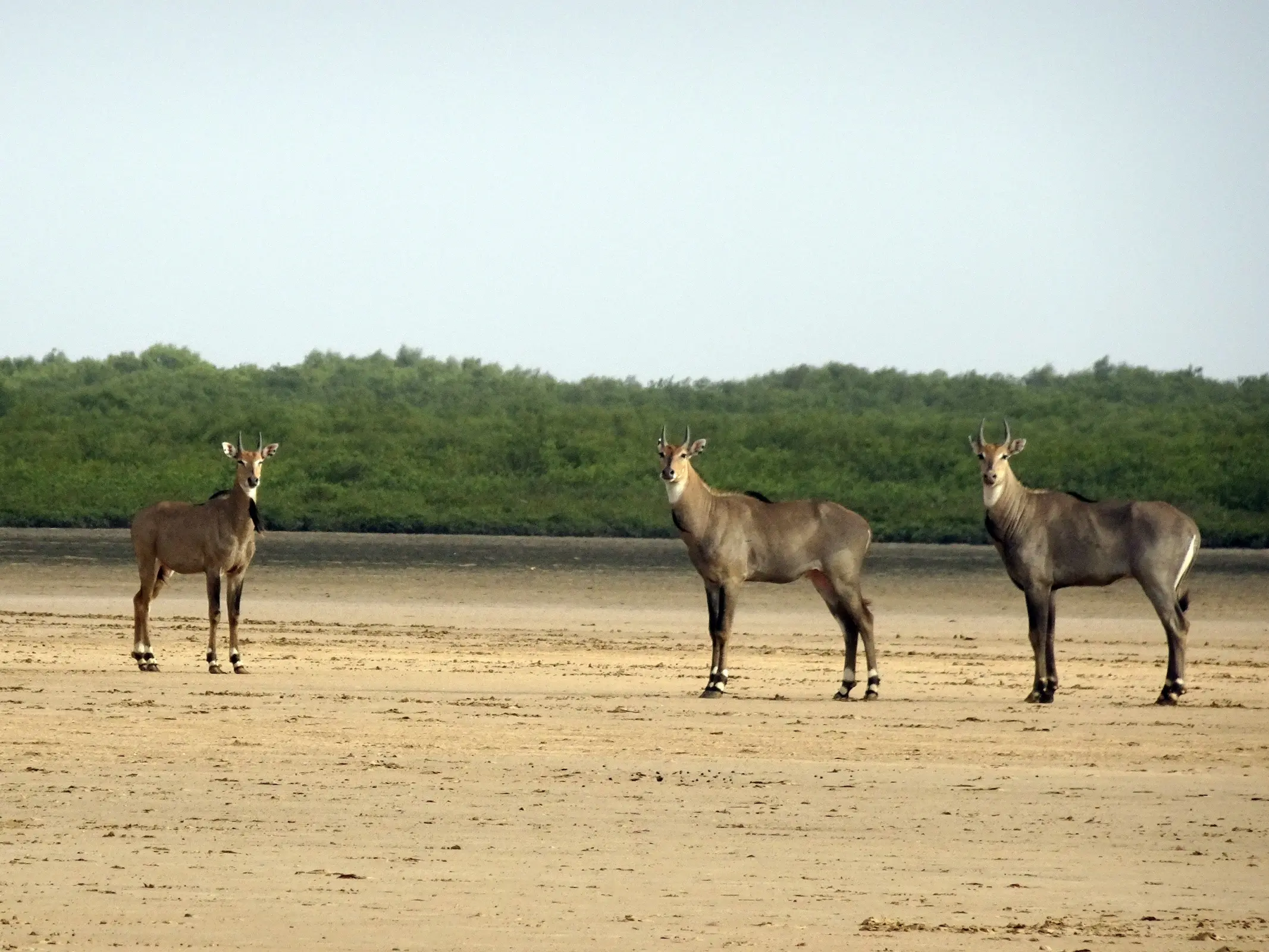 Nilgai