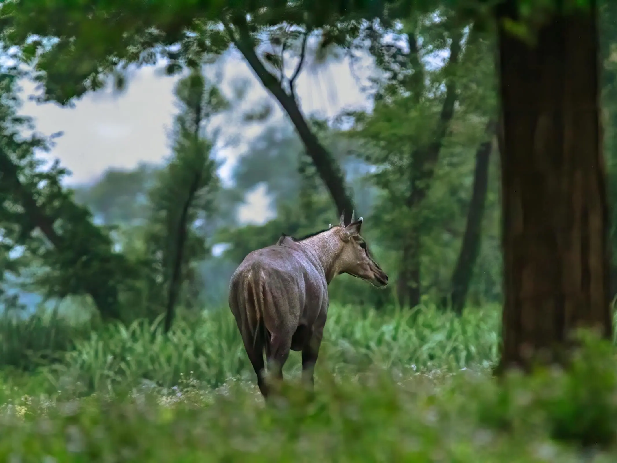 Nilgai