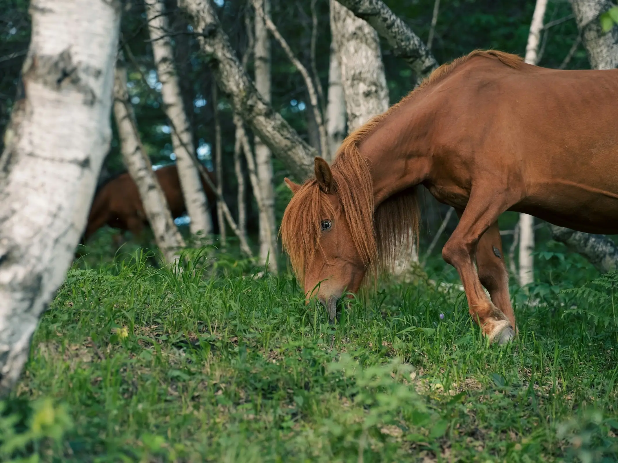 Ningqiang Horse