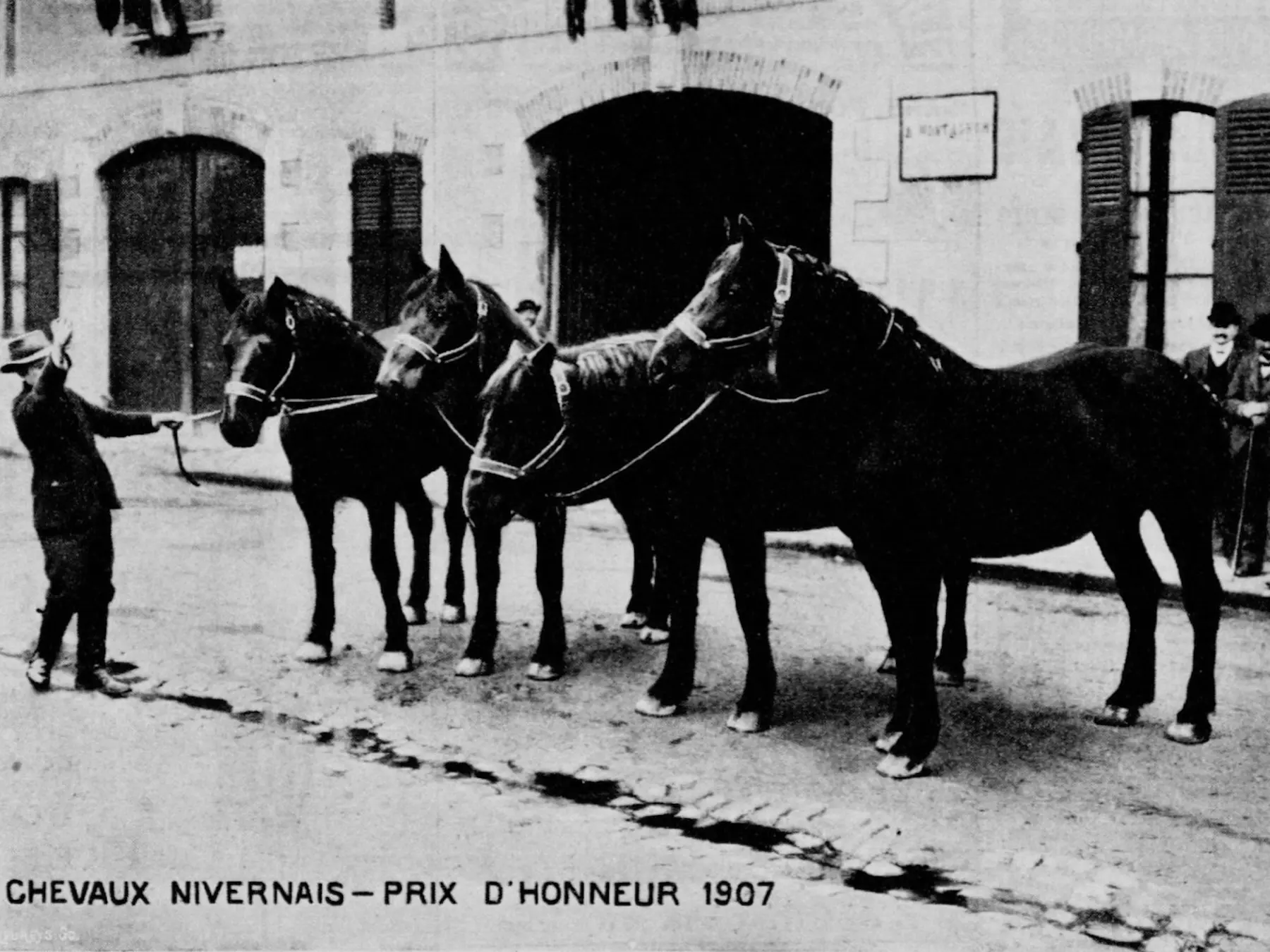 Nivernais Horse