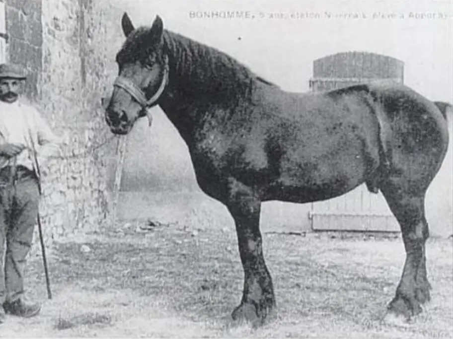Nivernais Horse